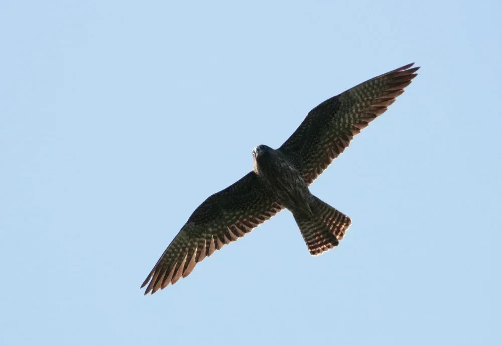 An Eleonora's Falcon passing over Station 2