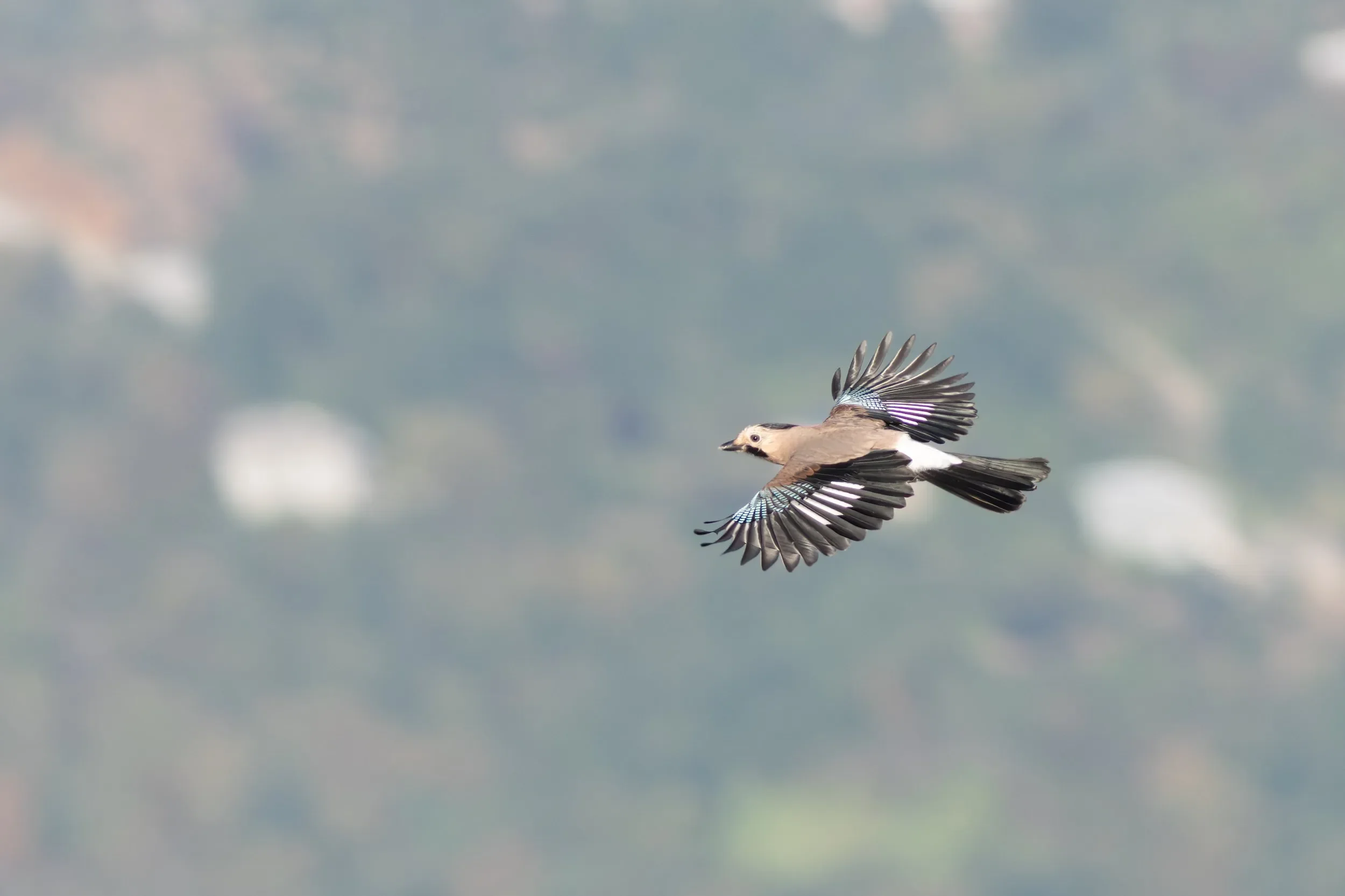 Throughout October we often see large flocks of Jays moving bush-to-bush past our stations, note the typical head pattern of the local subspecies (ssp. krynicki).