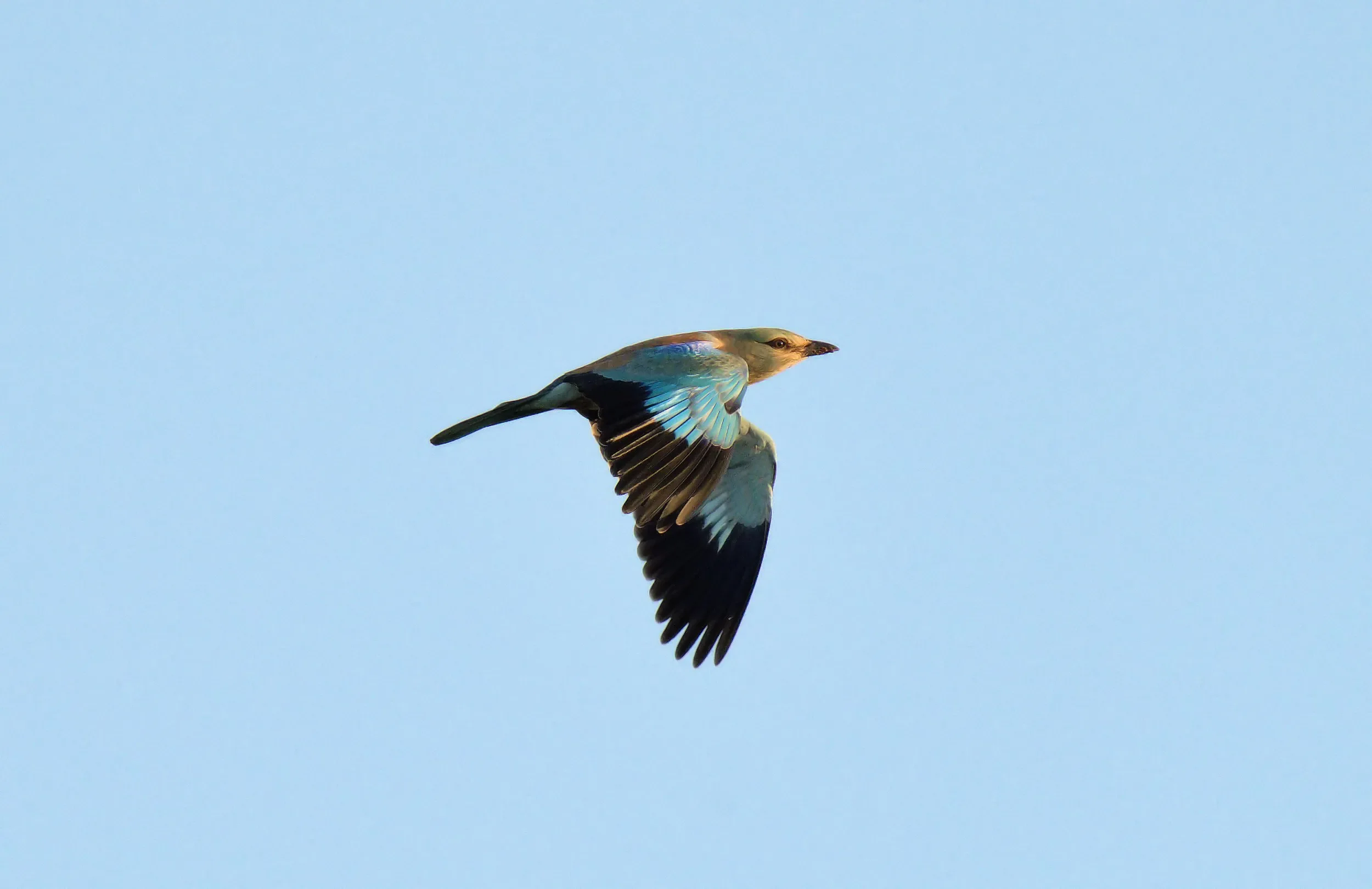What's better than an European Roller in crisp morning light?