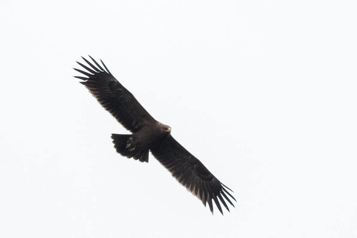 A juvenile Lesser Spotted Eagle in flight