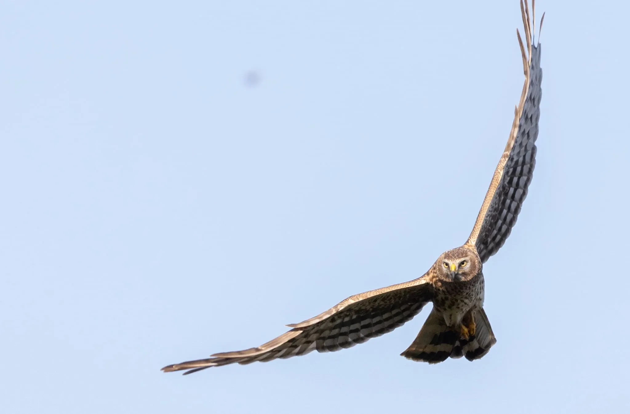A juvenile male Hen Harrier passing exceptionally close