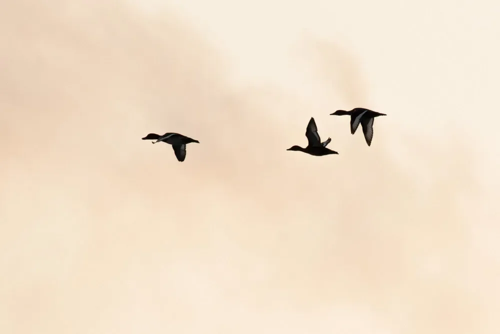 Ferruginous Ducks in the Chorokhi Delta