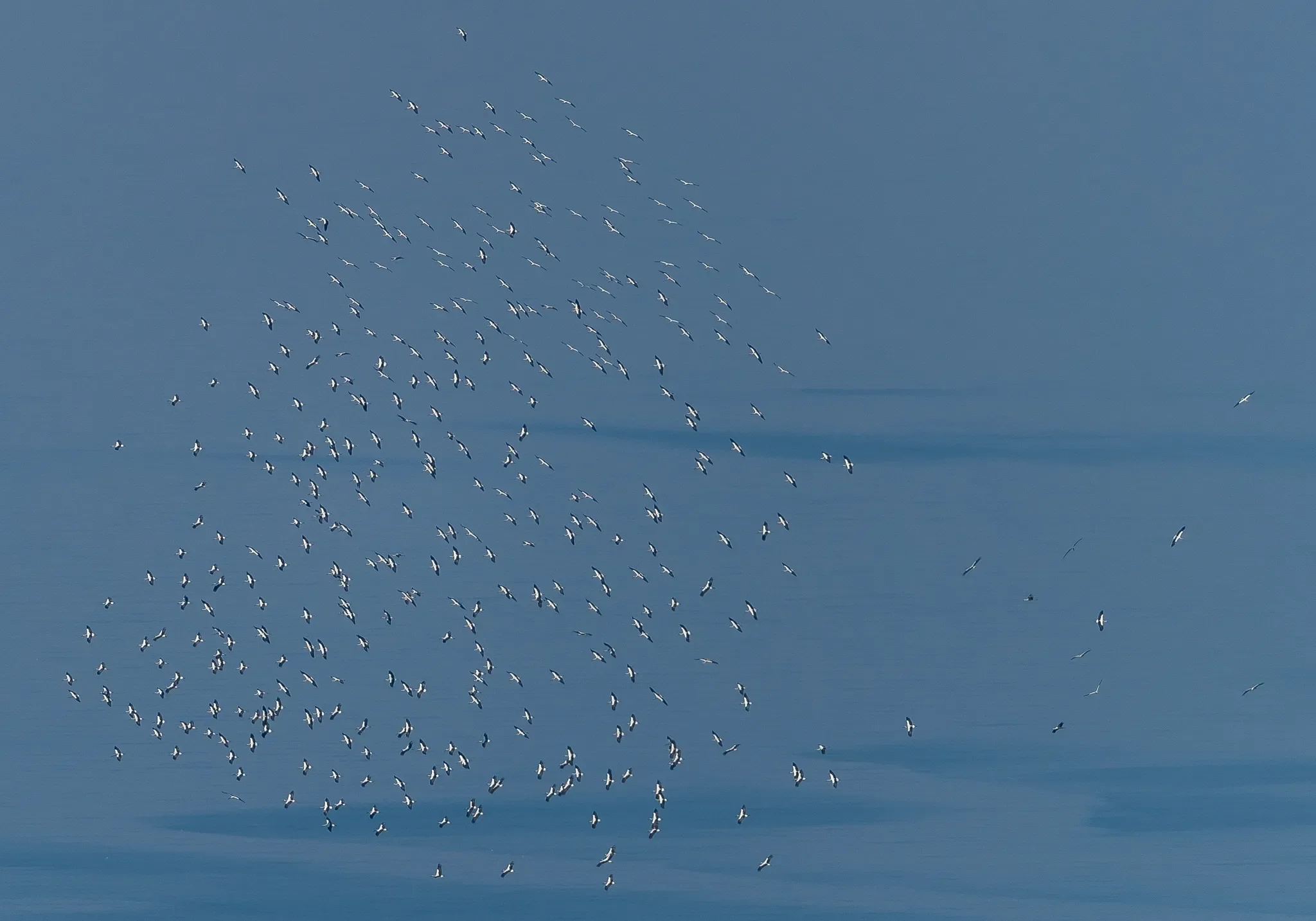 The largest flock of White Storks ever recorded by us