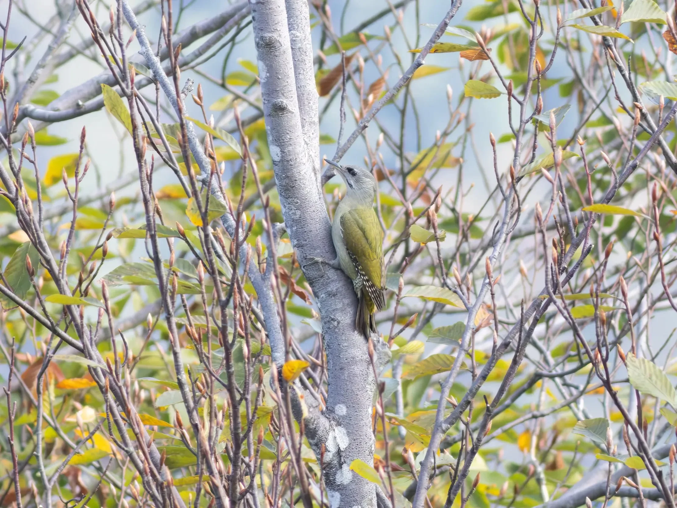 A Grey-headed Woodpecker in the mixed old forests around Kvirike