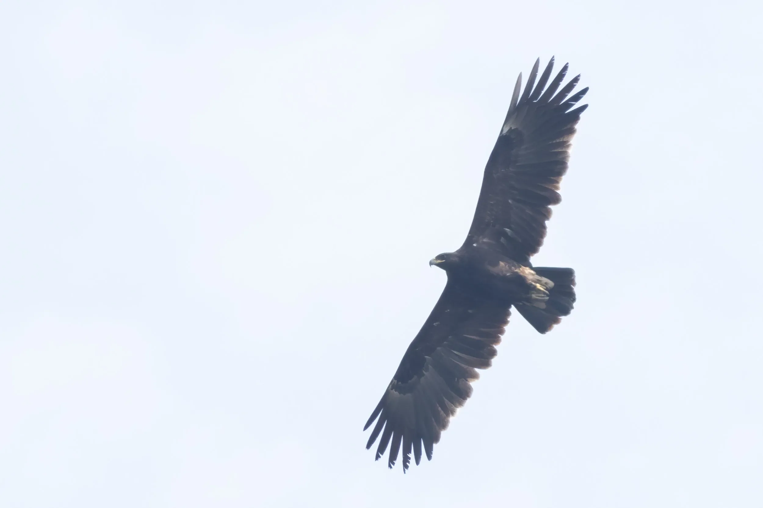 An immature Greater Spotted Eagle