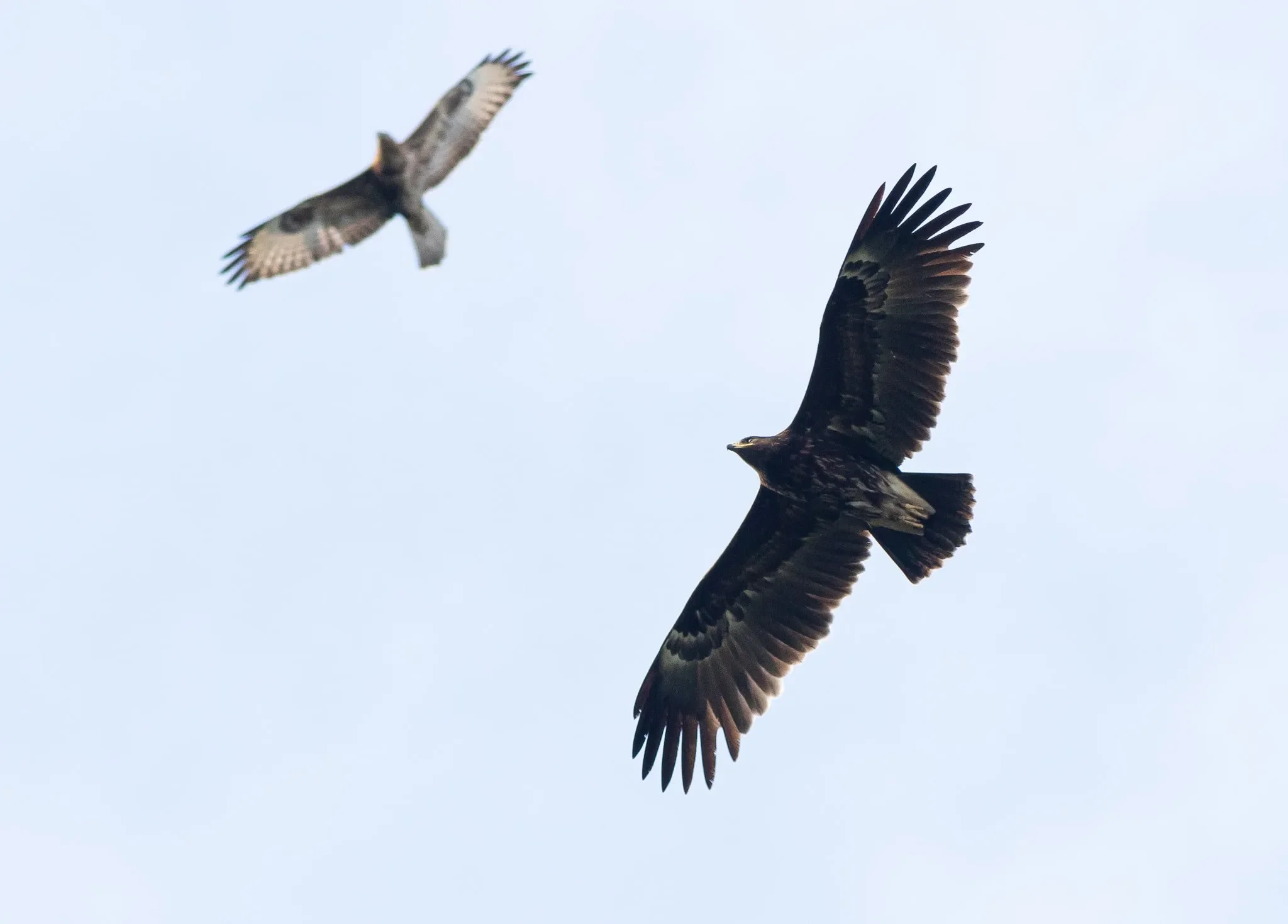 An immature Greater Spotted Eagle accompanied by a Steppe Buzzard
