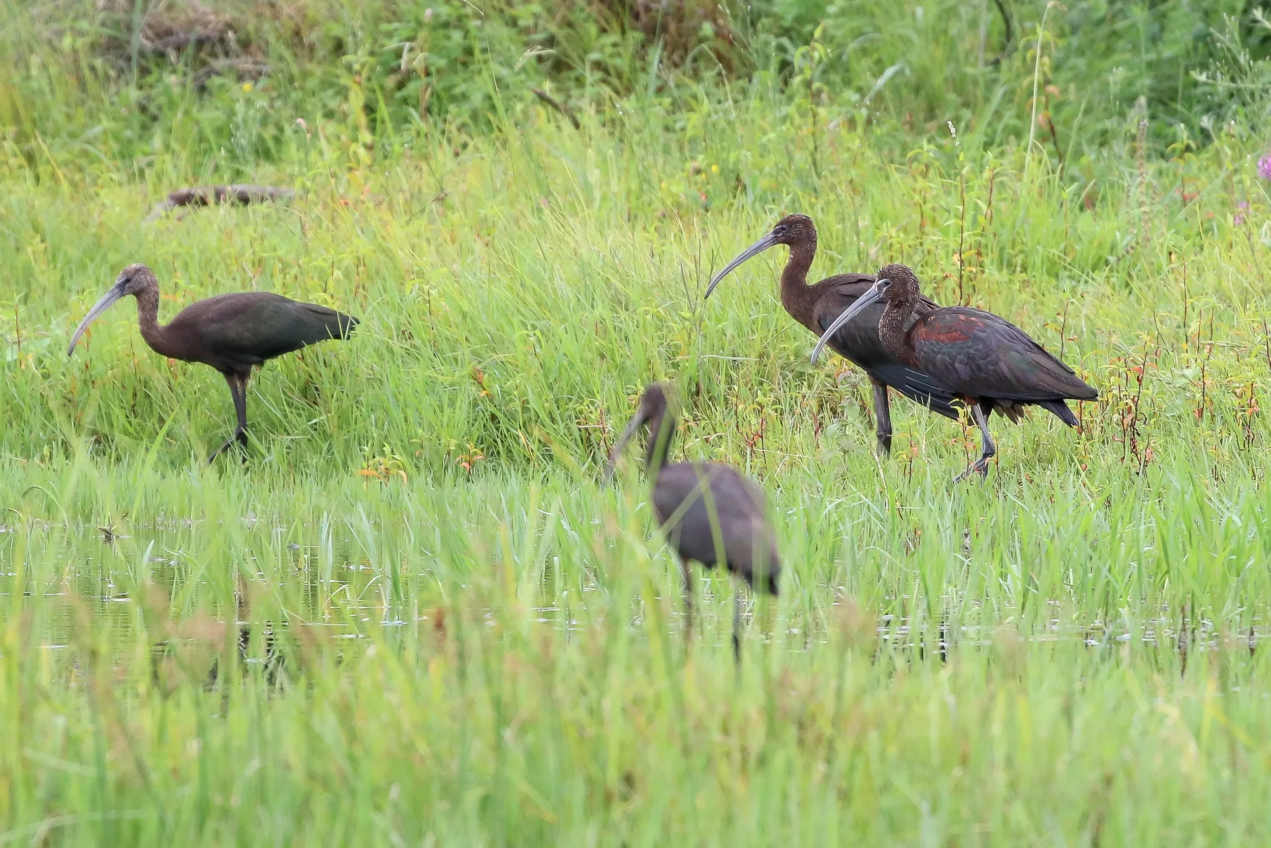 Glossy Ibises in the Chorokhi Delta