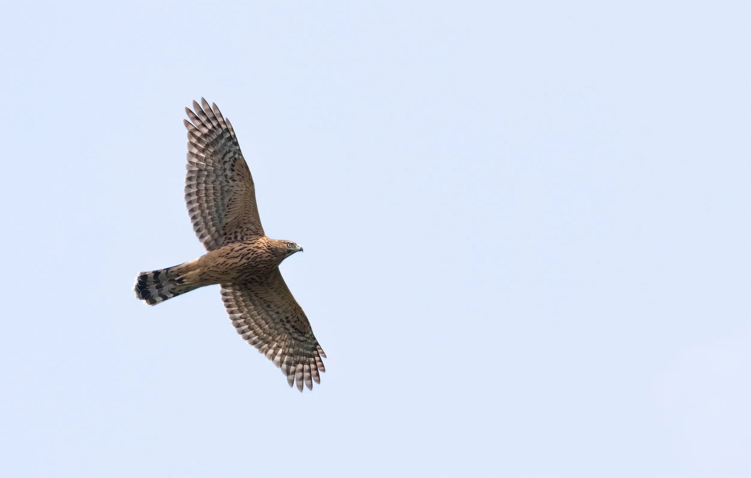 A juvenile Goshawk, a surprisingly rare species in the bottleneck