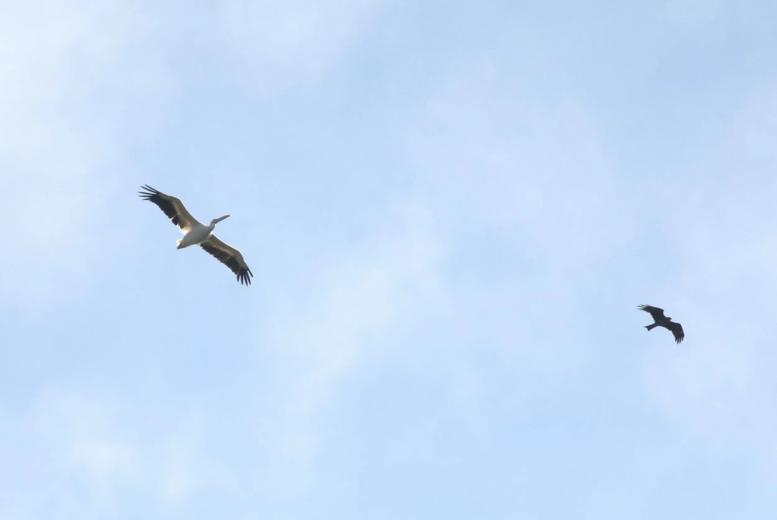 A Great White Pelican over the bottleneck