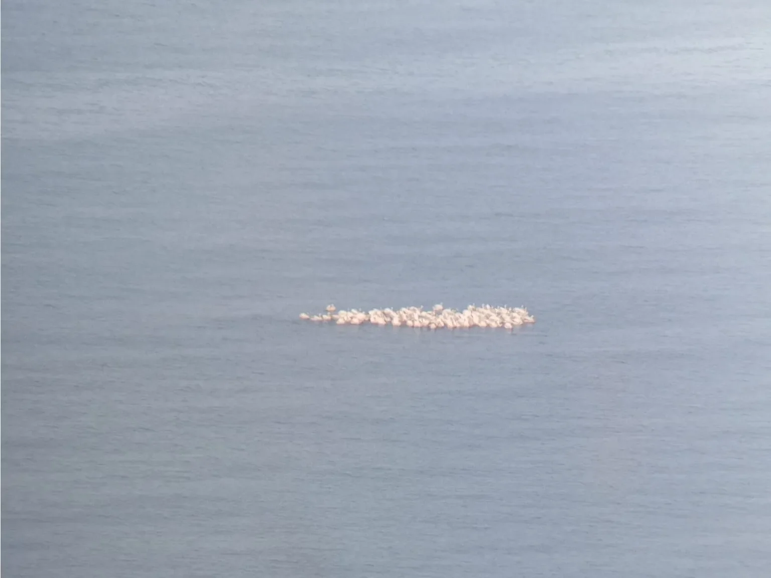 For those wondering what we are looking at here... A flock of Great White Pelicans 'floating' over our transect line — pushing the boundaries of the term 'migratory soaring birds'.