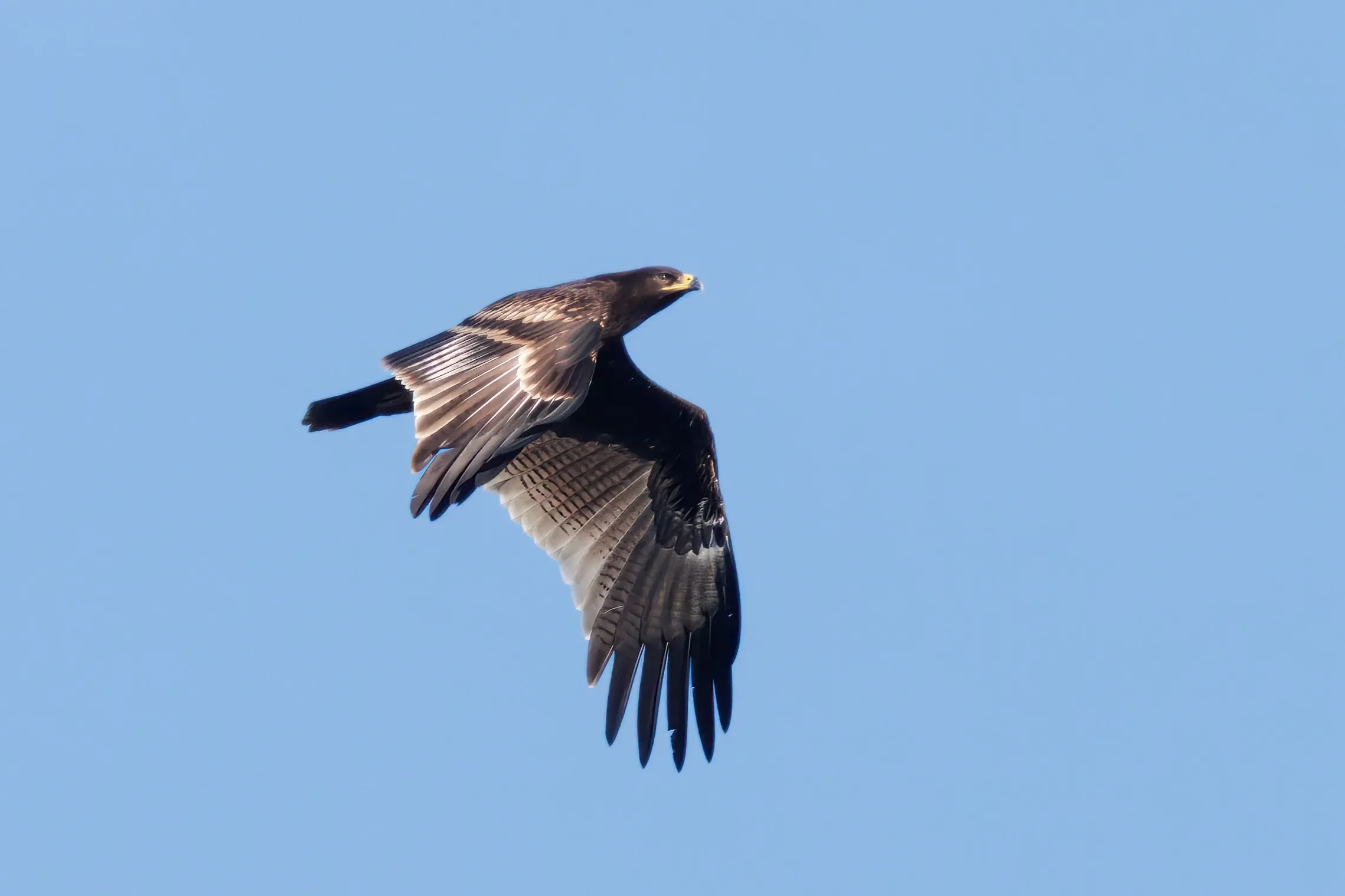 Not many birds or plumages are prettier than a juvenile Greater Spotted Eagle.