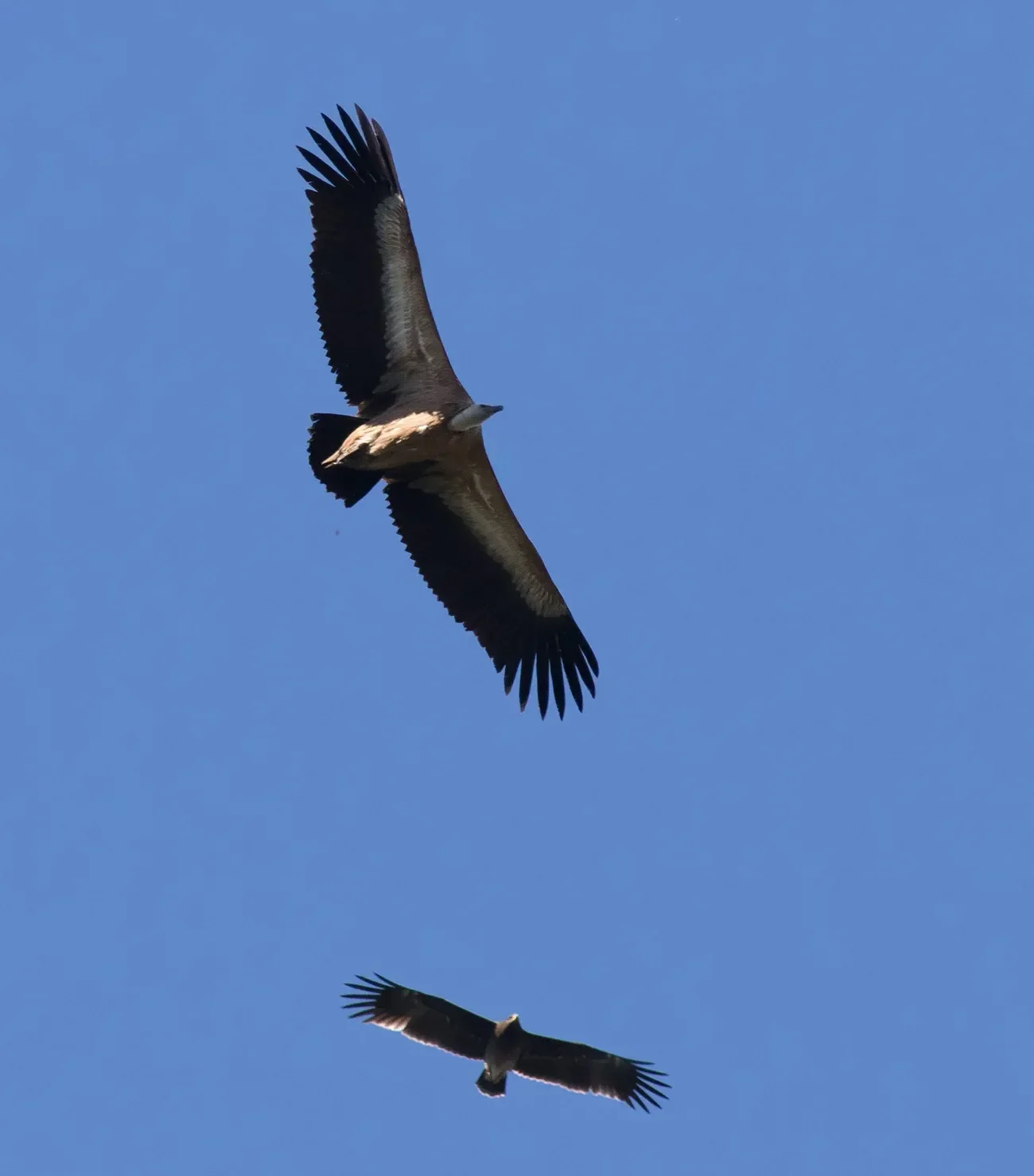 A Griffon Vulture soaring over the Batumi bottleneck