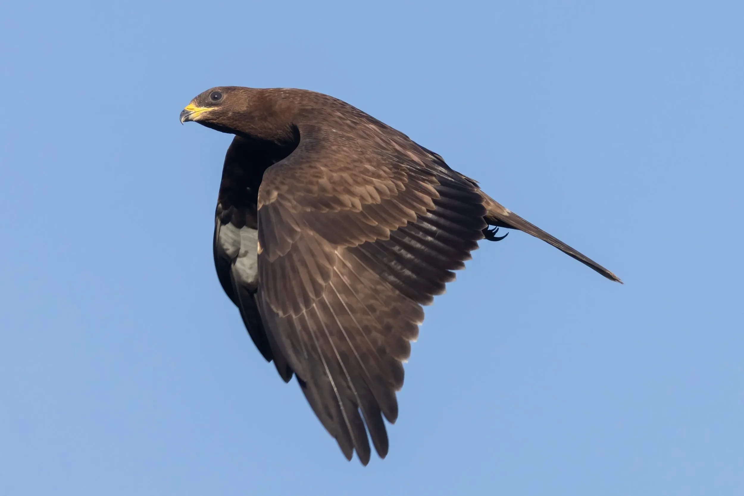 A juvenile Honey Buzzard passing close to the station late in the season