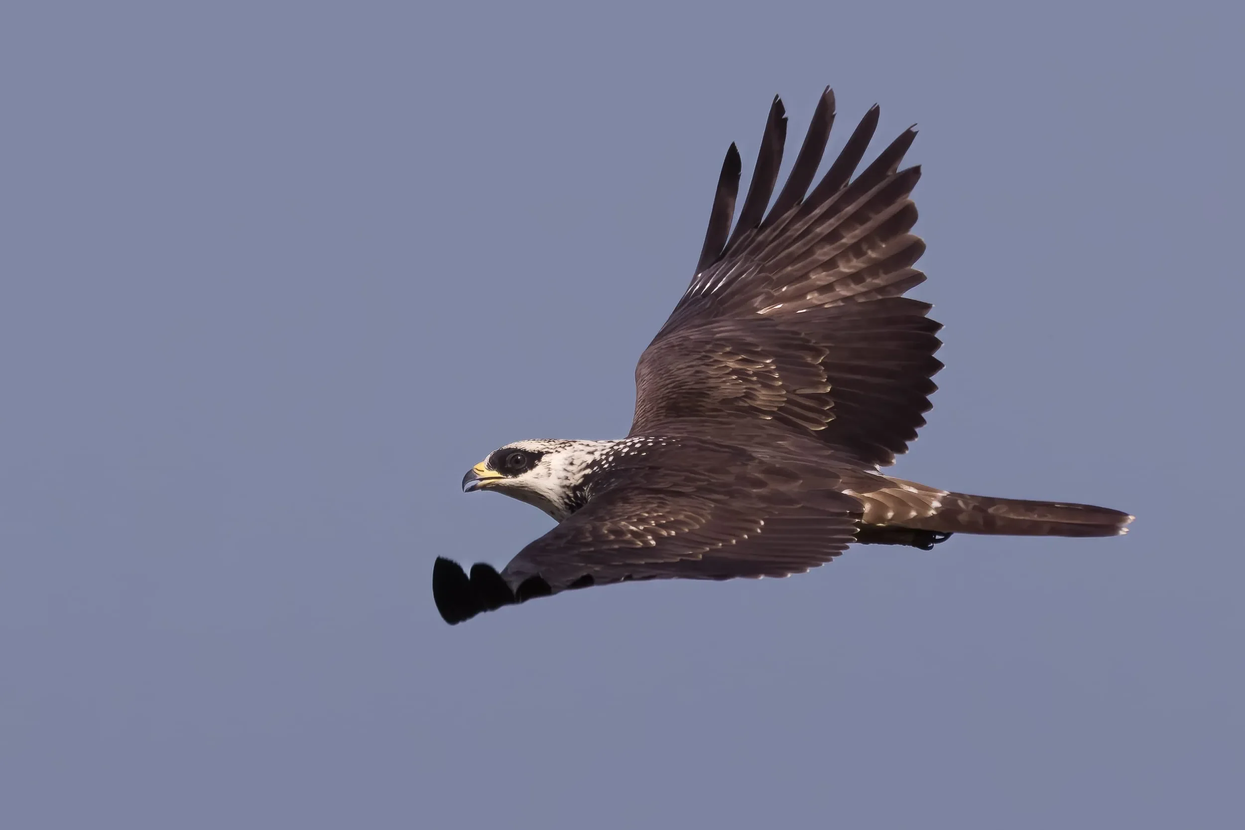 A stunning white-headed juvenile Honey Buzzard