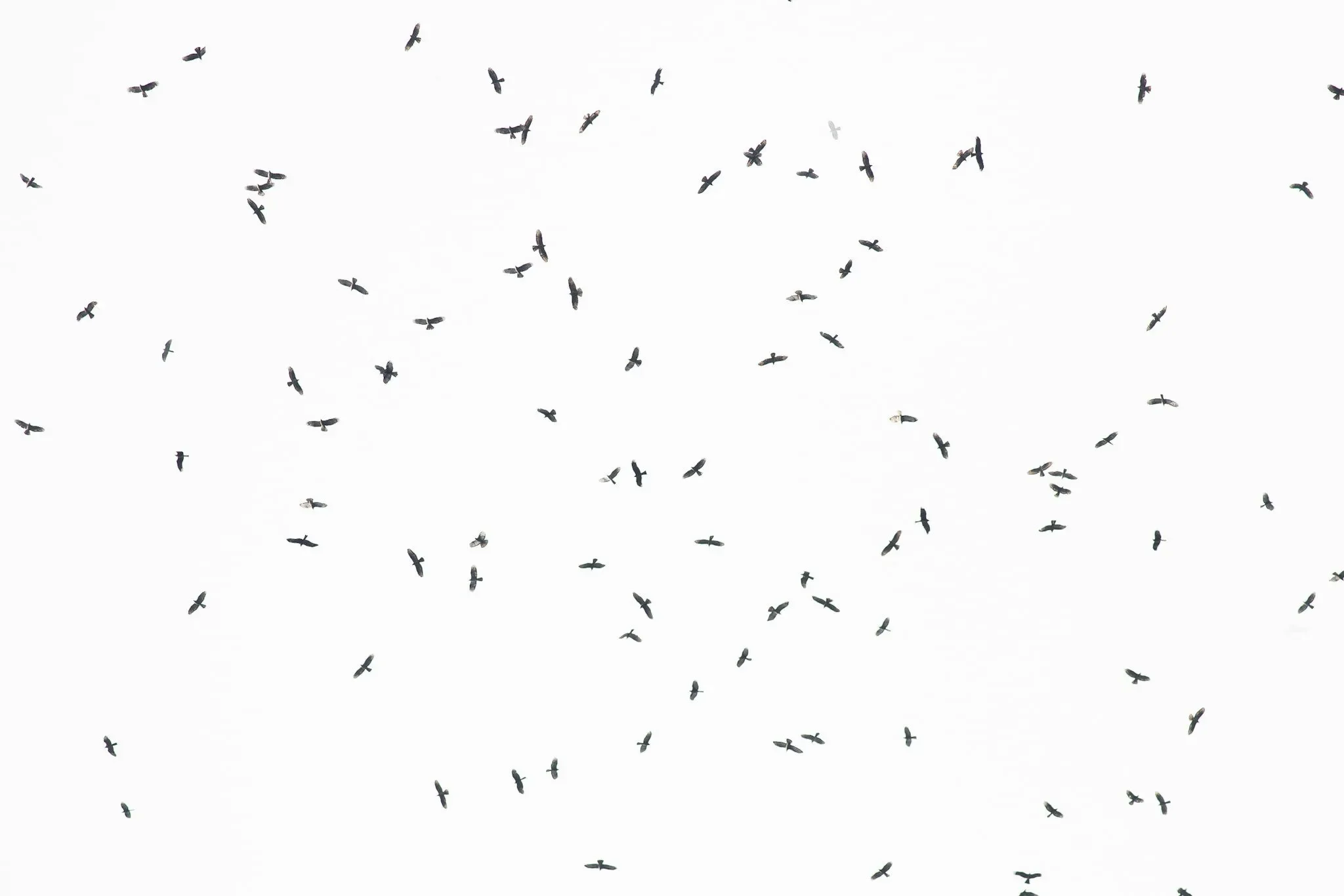 Streams of Honey Buzzards passing south through the bottleneck on the season's peak day