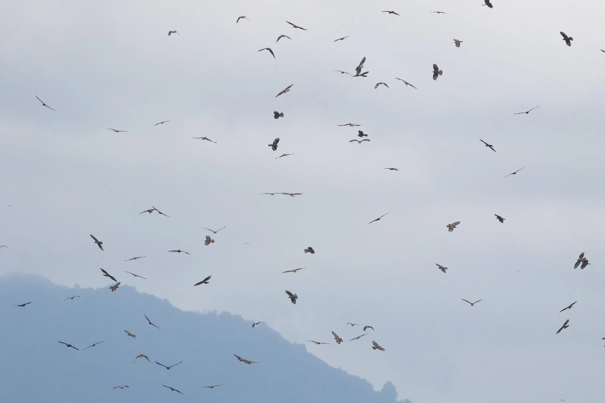 A kettle of Honey Buzzards circling over the bottleneck