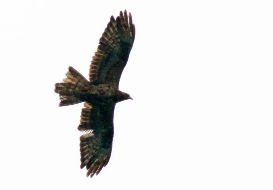 An immature (second calendar-year) Honey Buzzard in flight, an exceptionally rare sighting in autumn