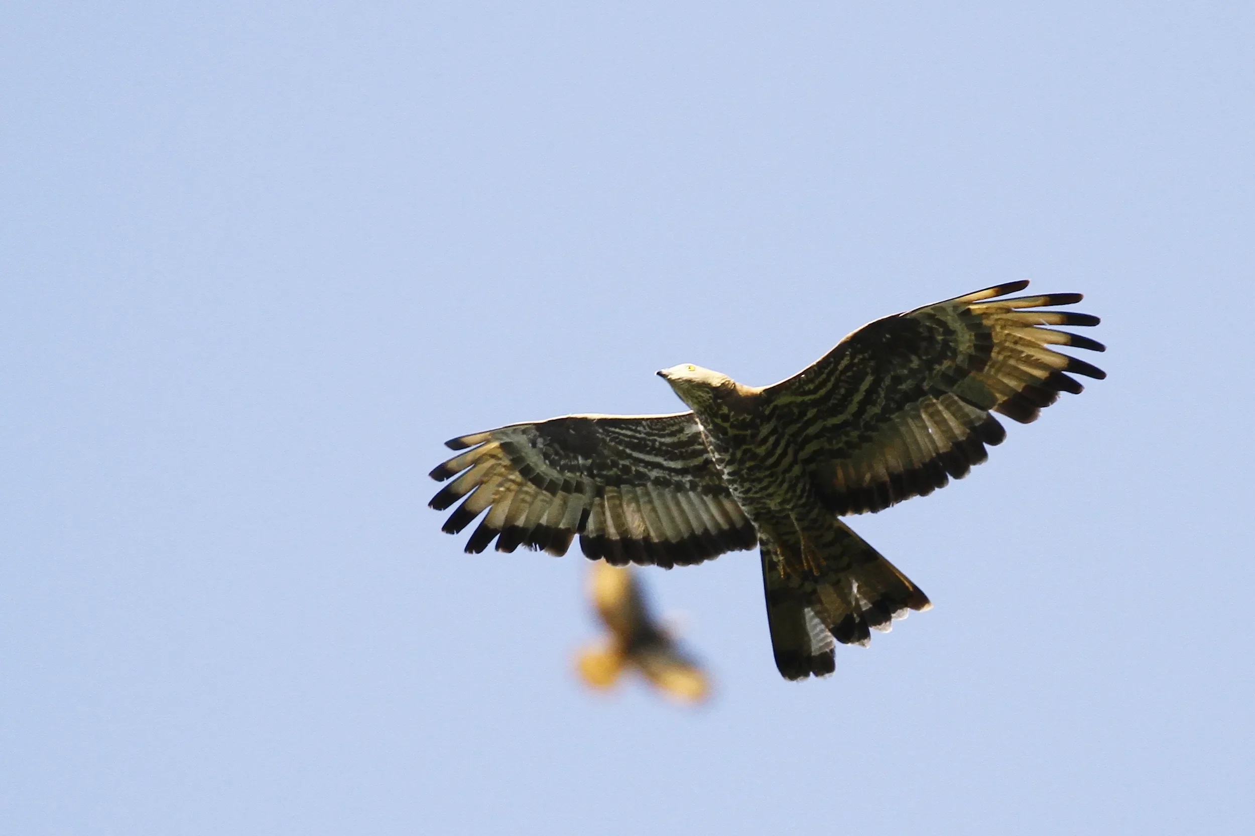 European Honey Buzzard adult male actively moulting the inner primaries