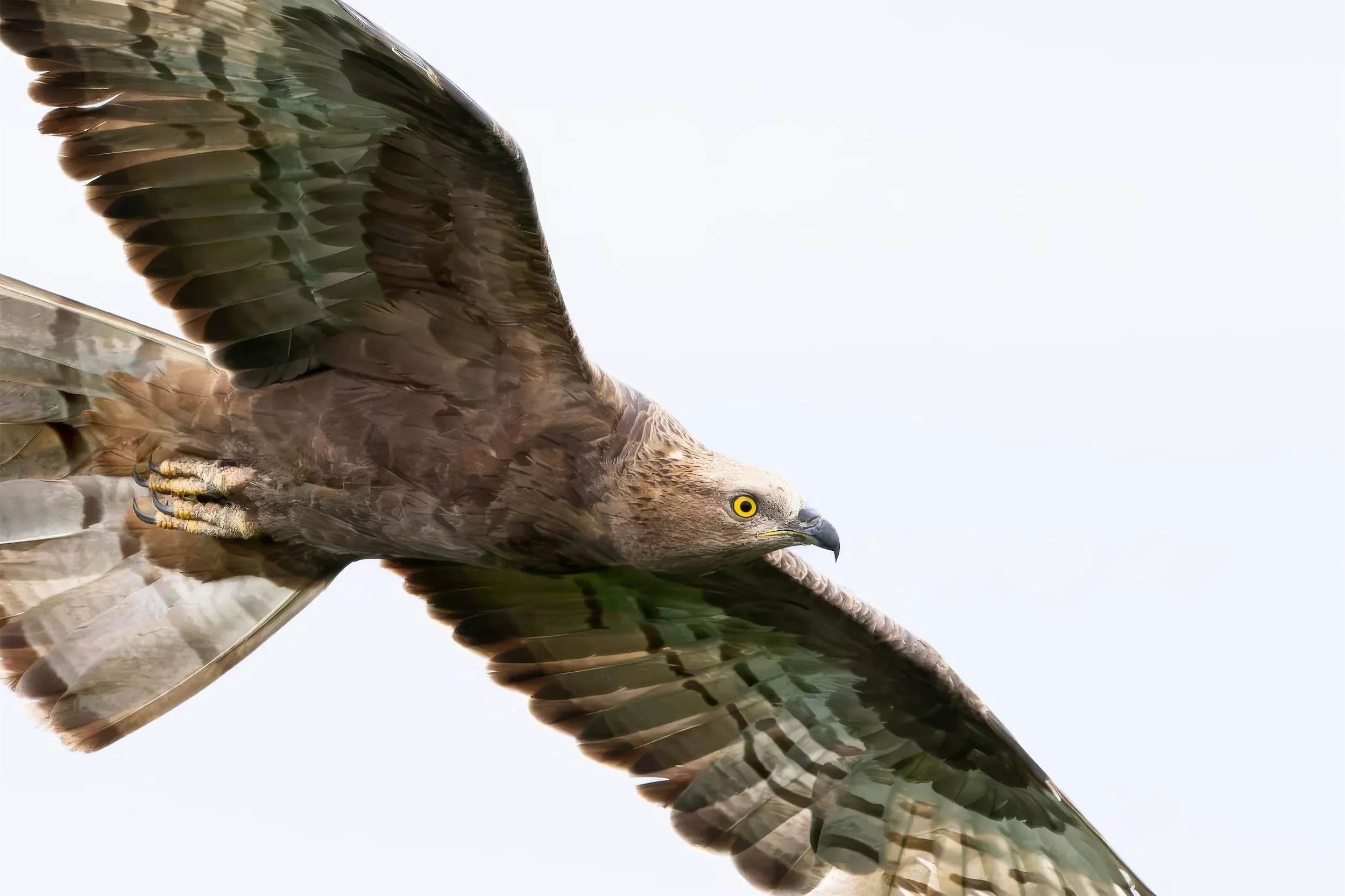 During the Honey Buzzard peak, we often get close-up views of this beautiful species.