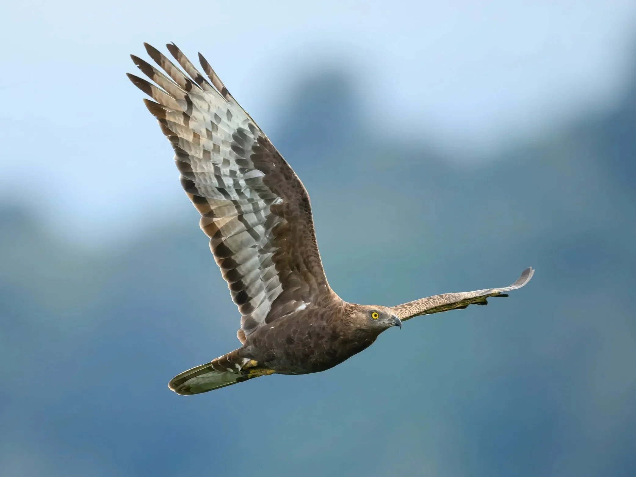 A Honey Buzzard passing at eye level within meters of the watch site at Kvirike