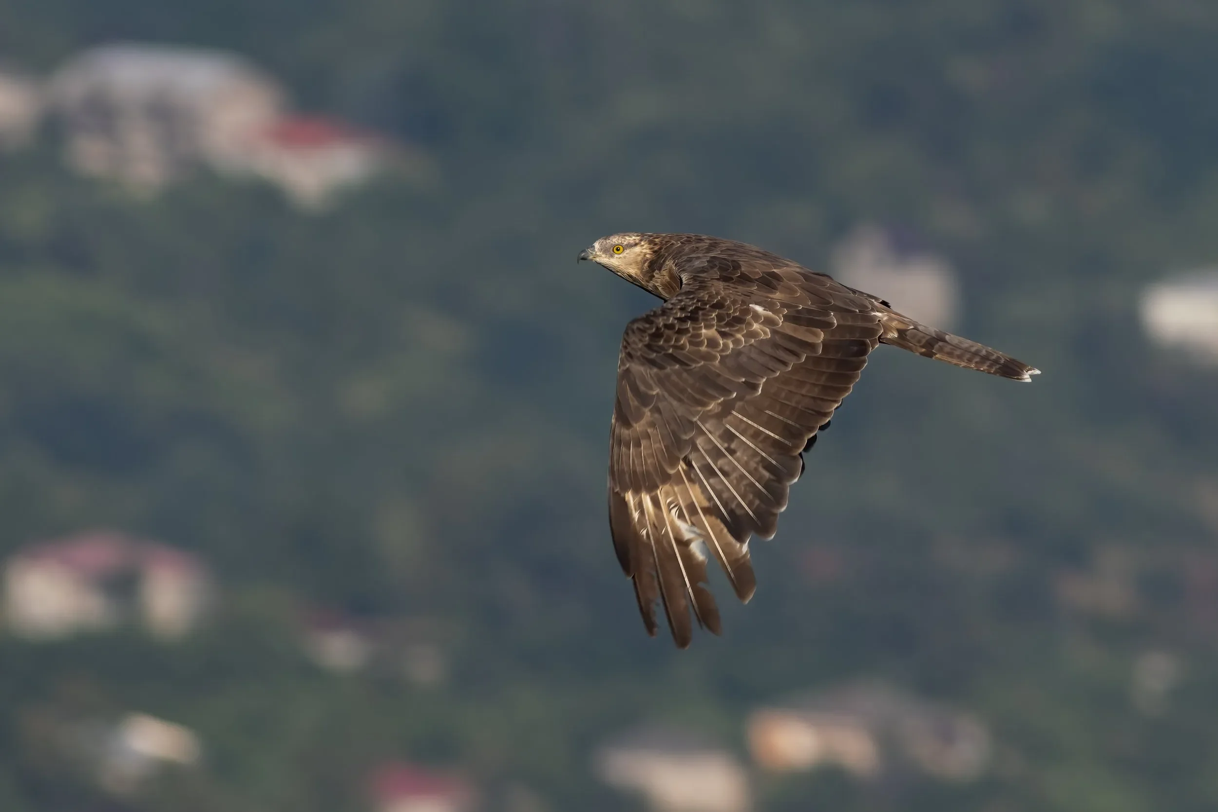 A Honey Buzzard passing close to the watch site