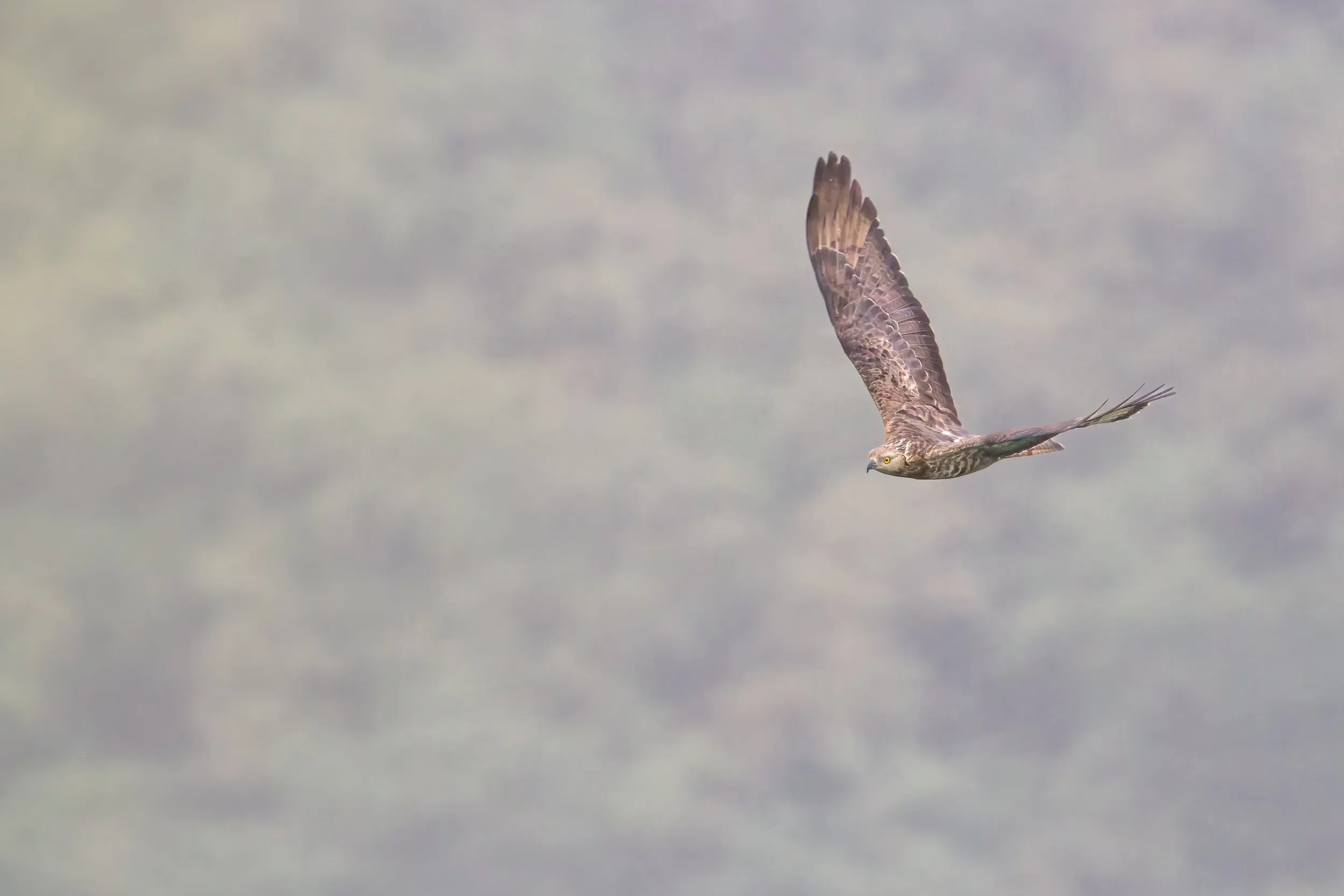 An adult Honey Buzzard battling through the harsh conditions in the Batumi bottleneck.