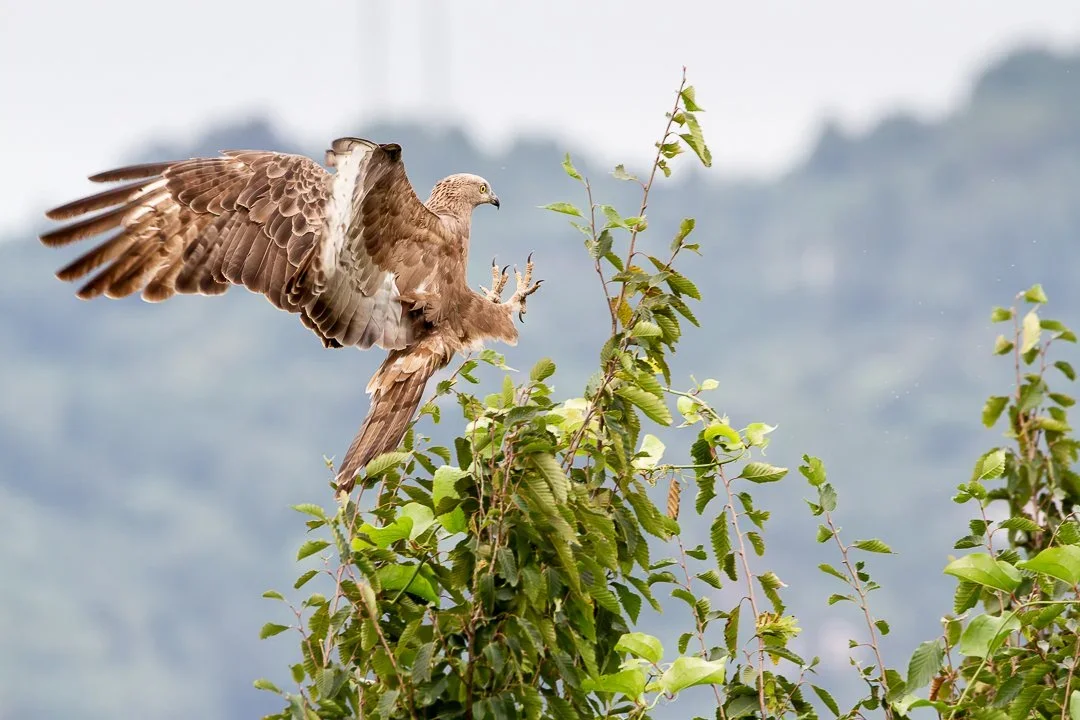 An adult Honey Buzzard decided to take a rest from the flying through bad weather by perching in a tree right in front of us!