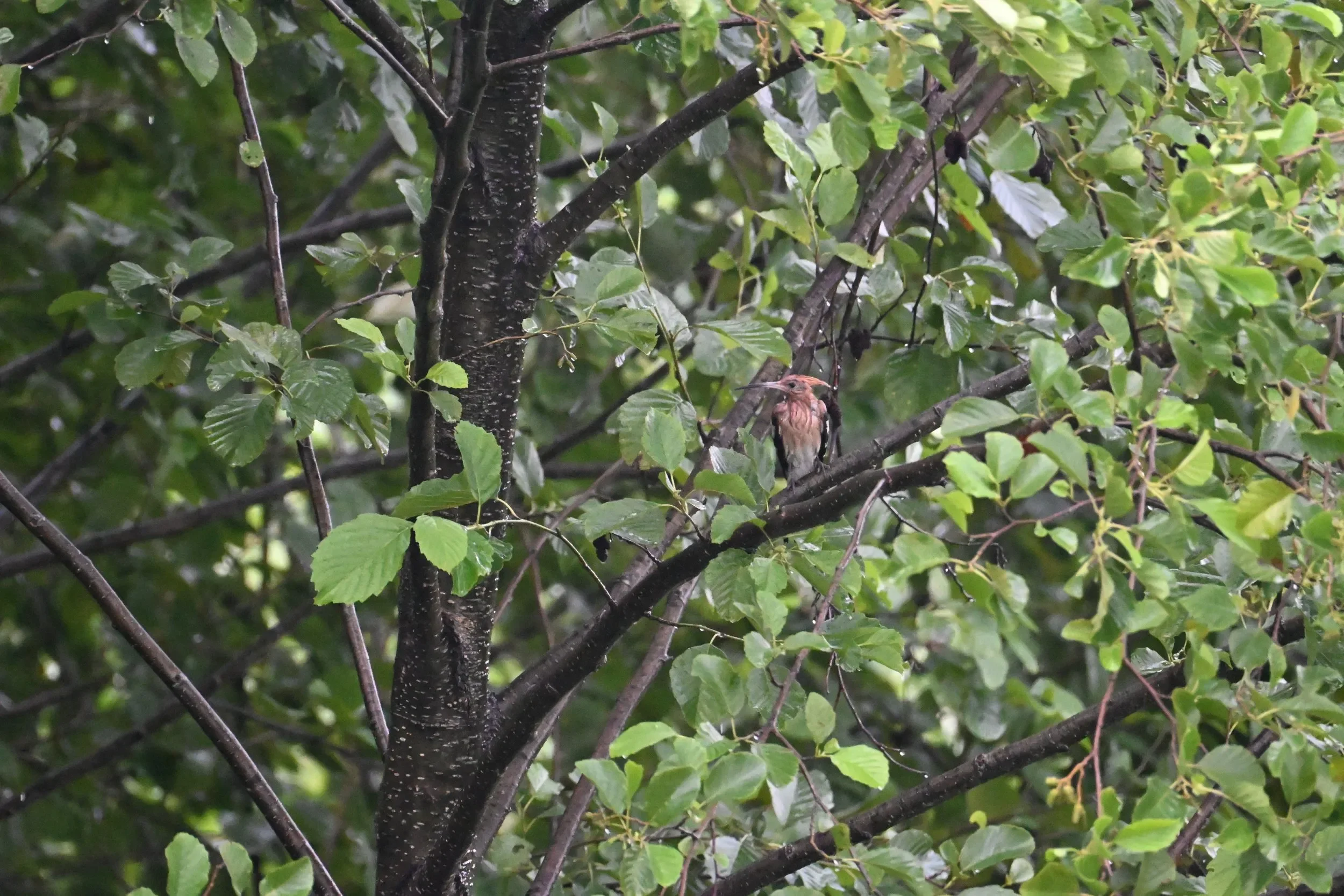 During our many hours standing in the rain on station, we could more than relate to this not-so-fortunate very soggy Hoopoe.