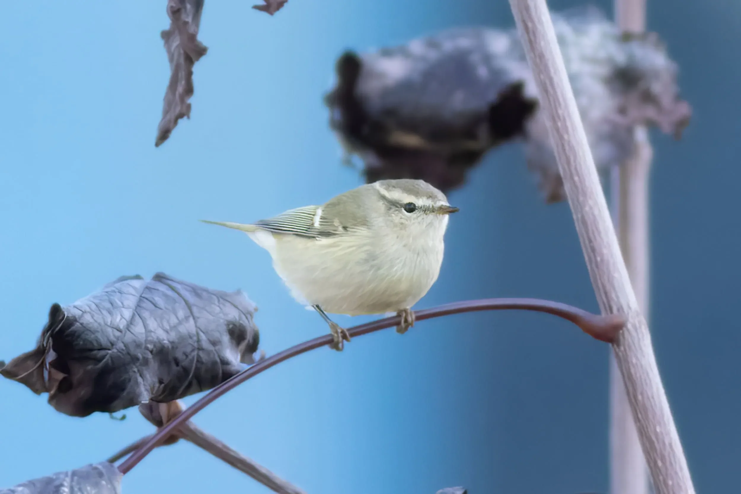 Hume’s Leaf Warbler
