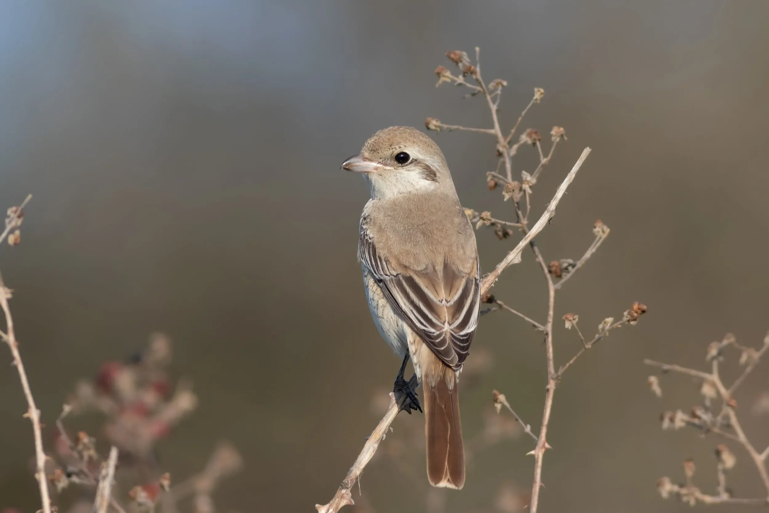 Isabelline Shrike