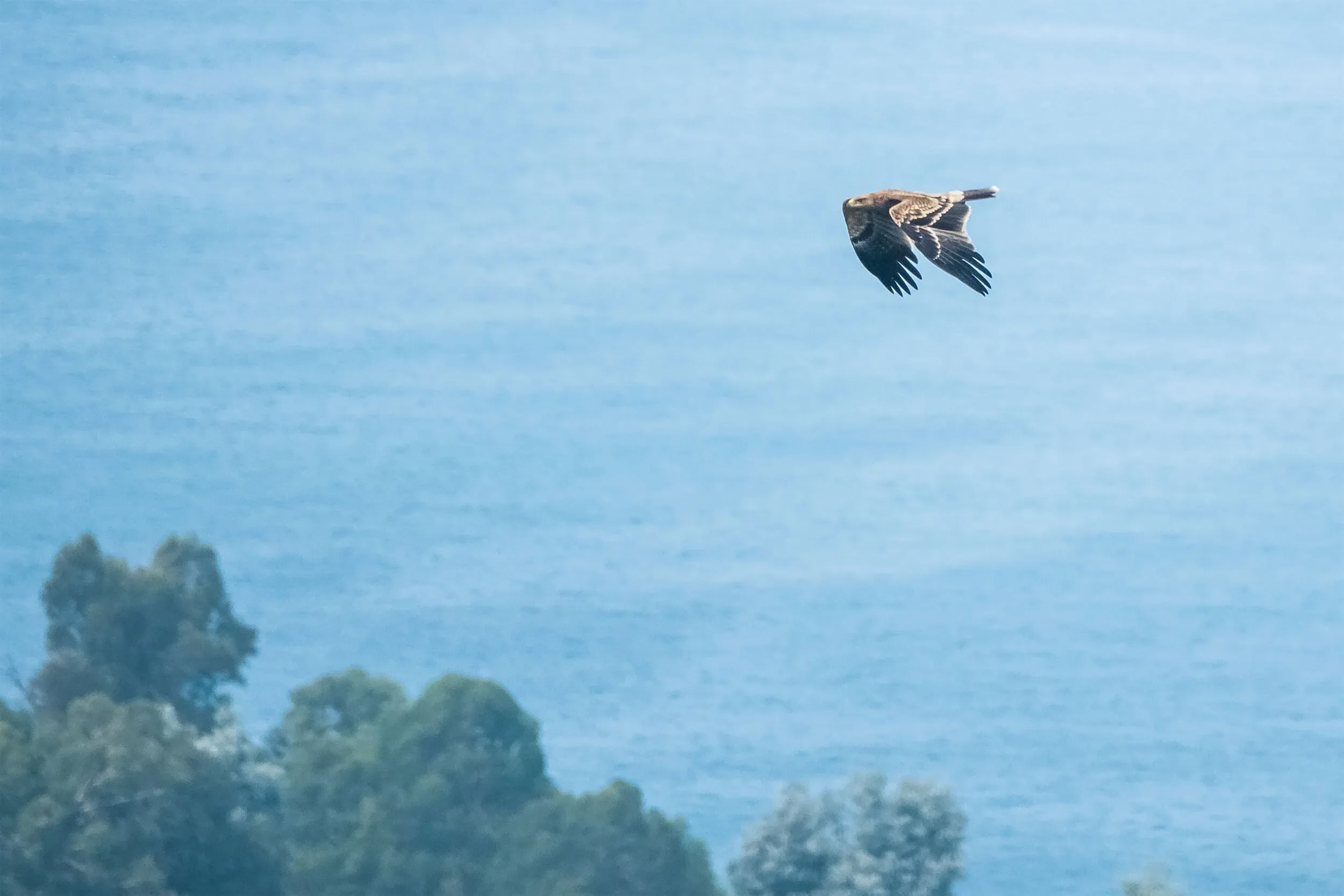 A very early juvenile Imperial Eagle close to station 1