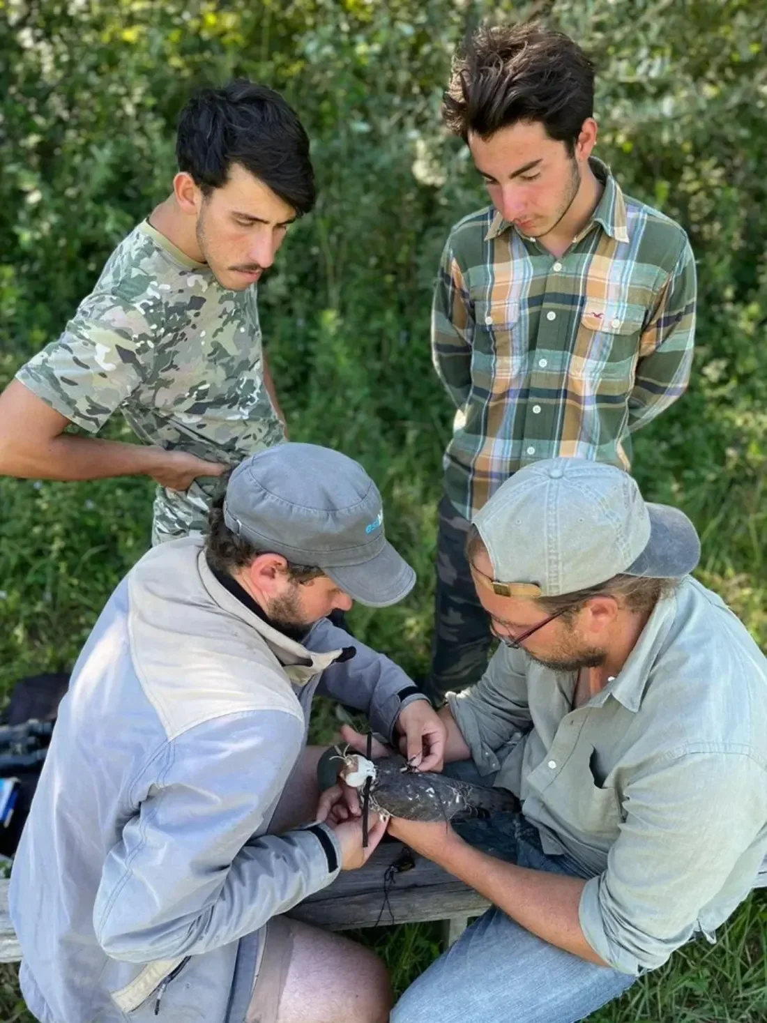 Tagging a Levant Sparrowhawk in the field