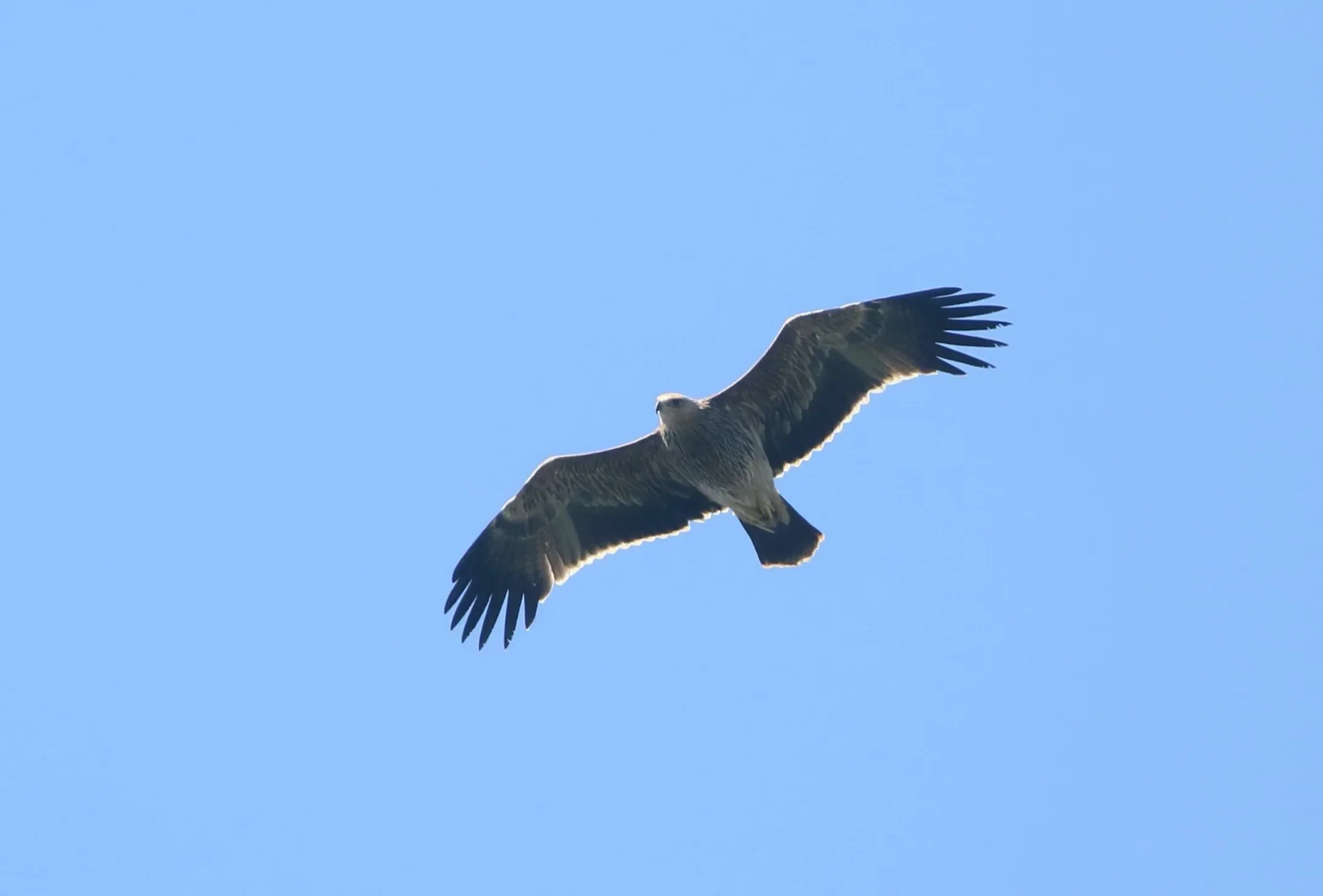 A juvenile Imperial Eagle in flight
