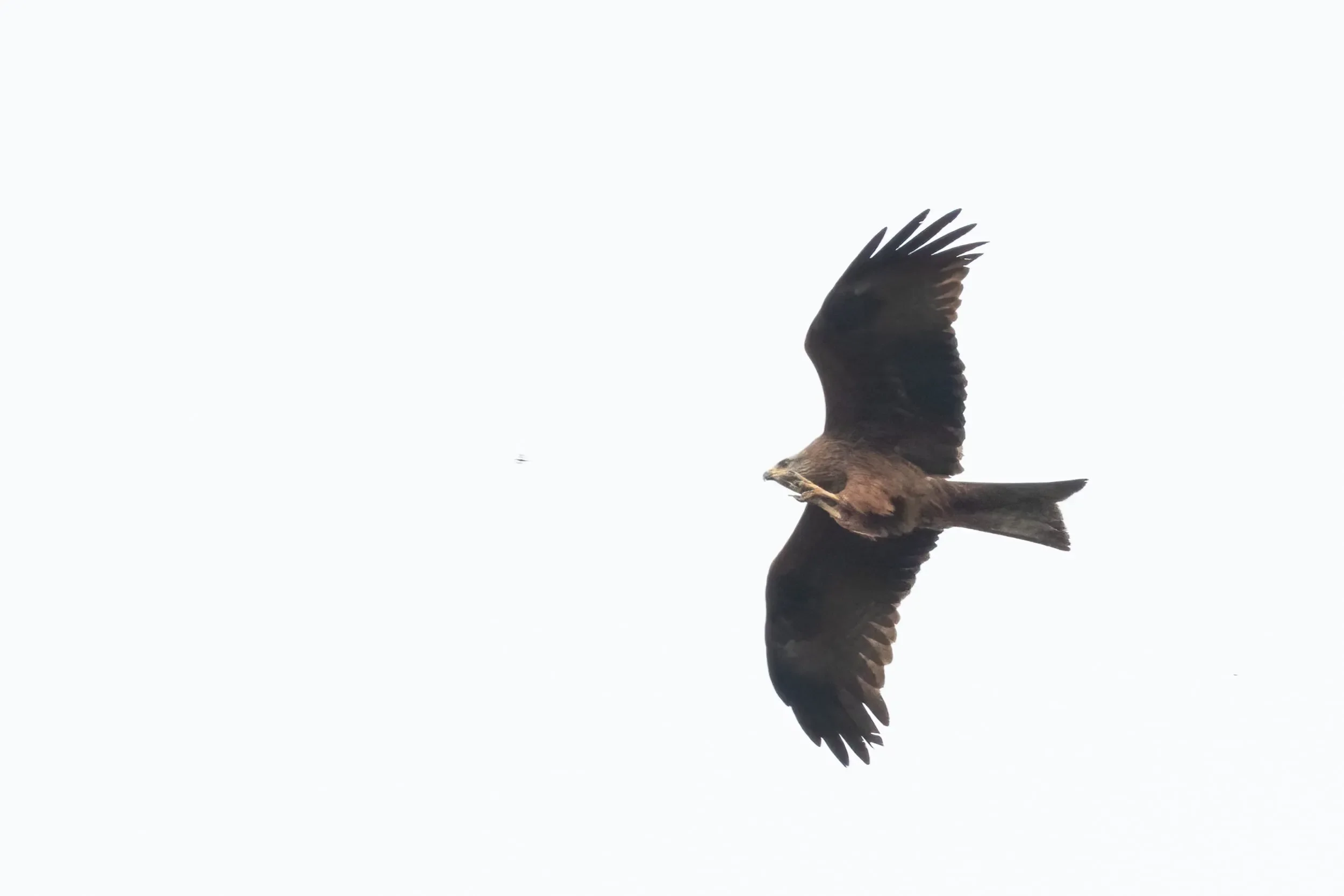 A Black Kite catching a tiny insect in mid-flight during migration