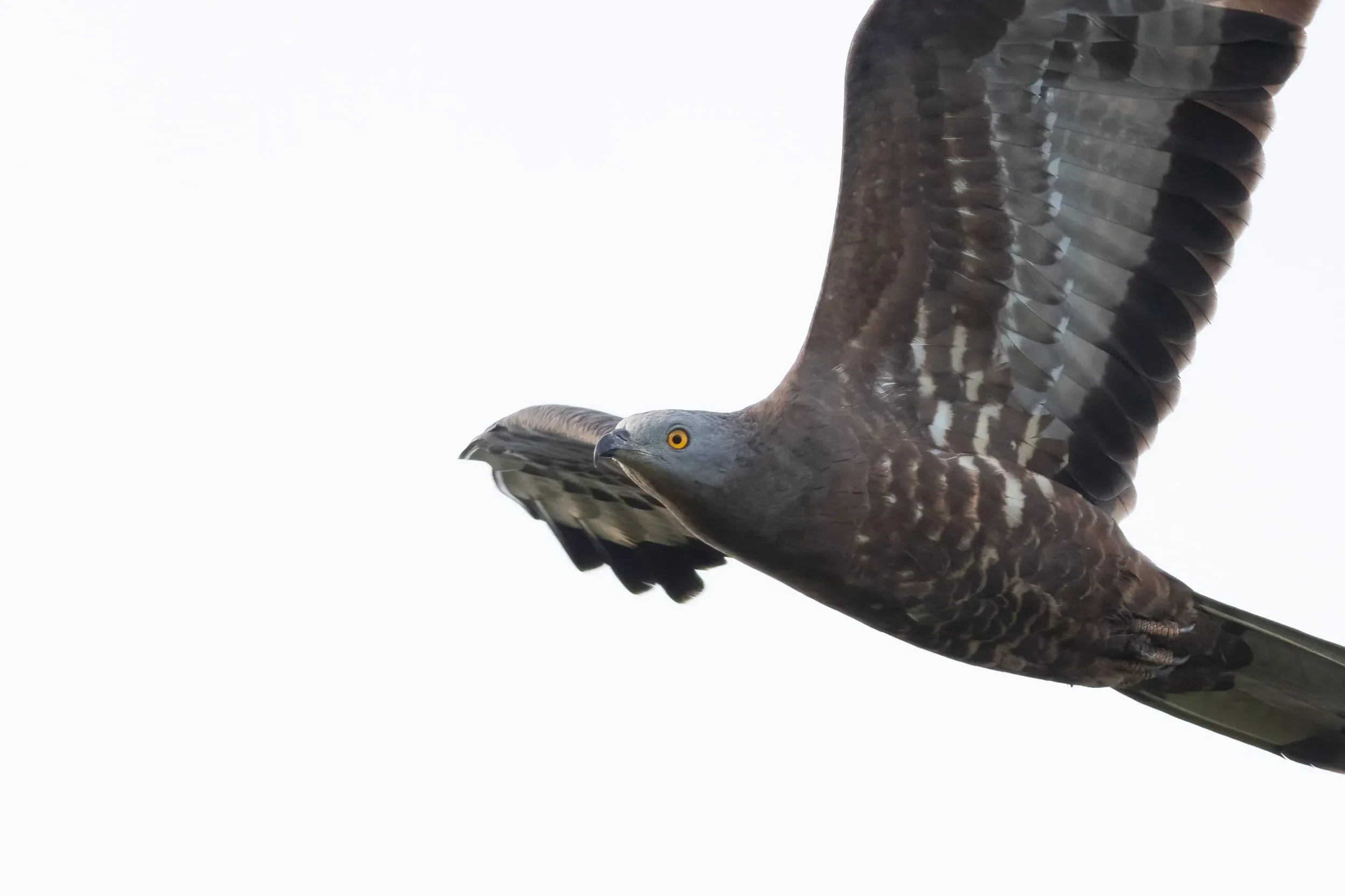 An adult male Honey Buzzard in flight