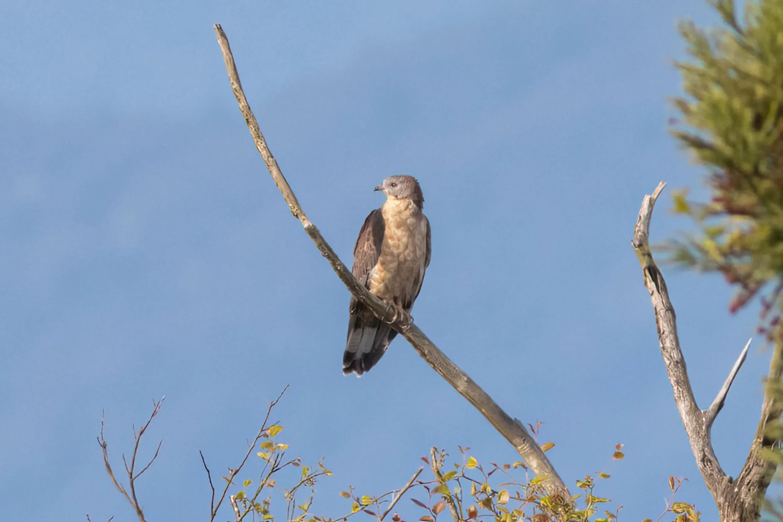 An adult male Crested Honey Buzzard perched in a tree near the station
