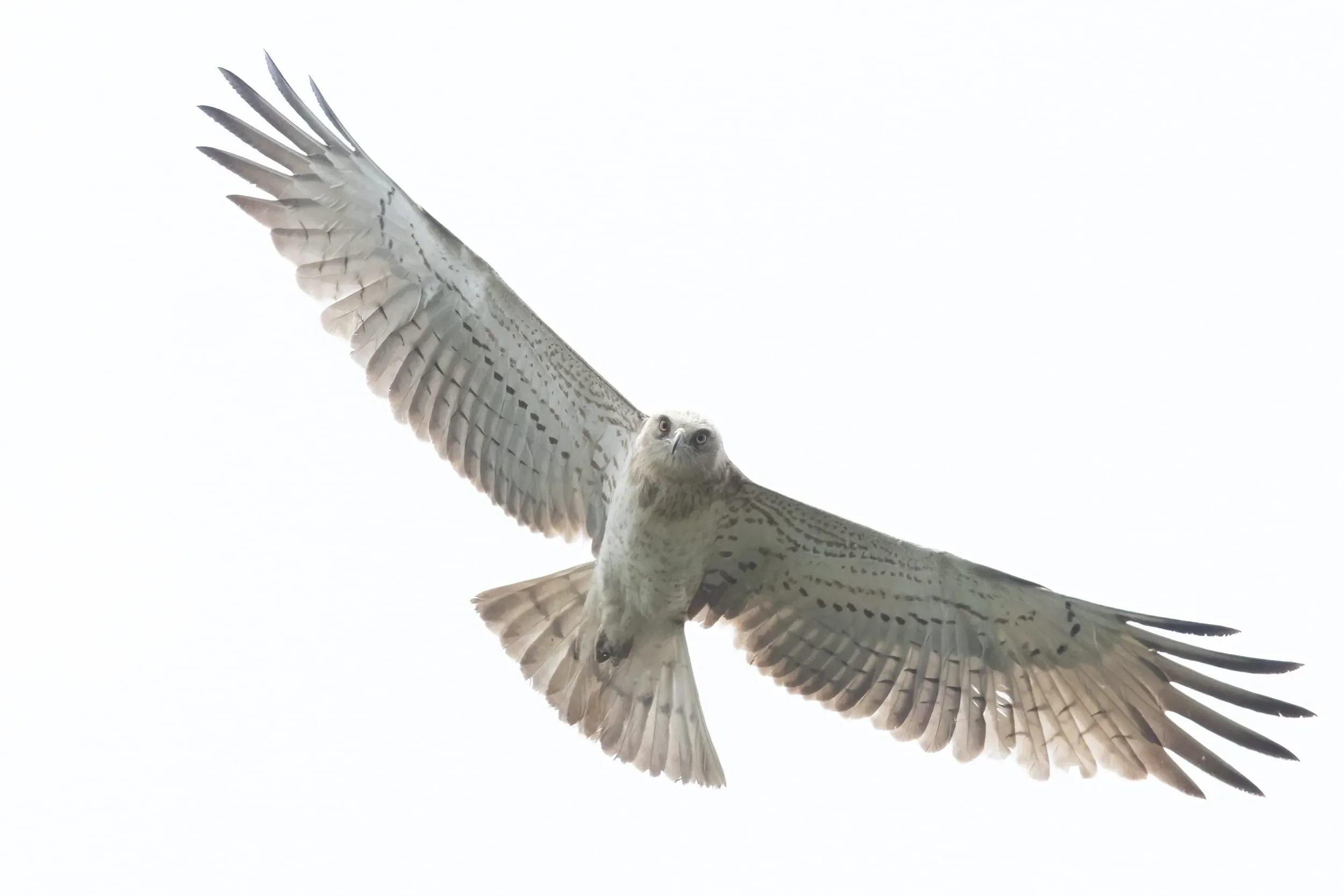 A second calendar-year Short-toed Eagle in flight