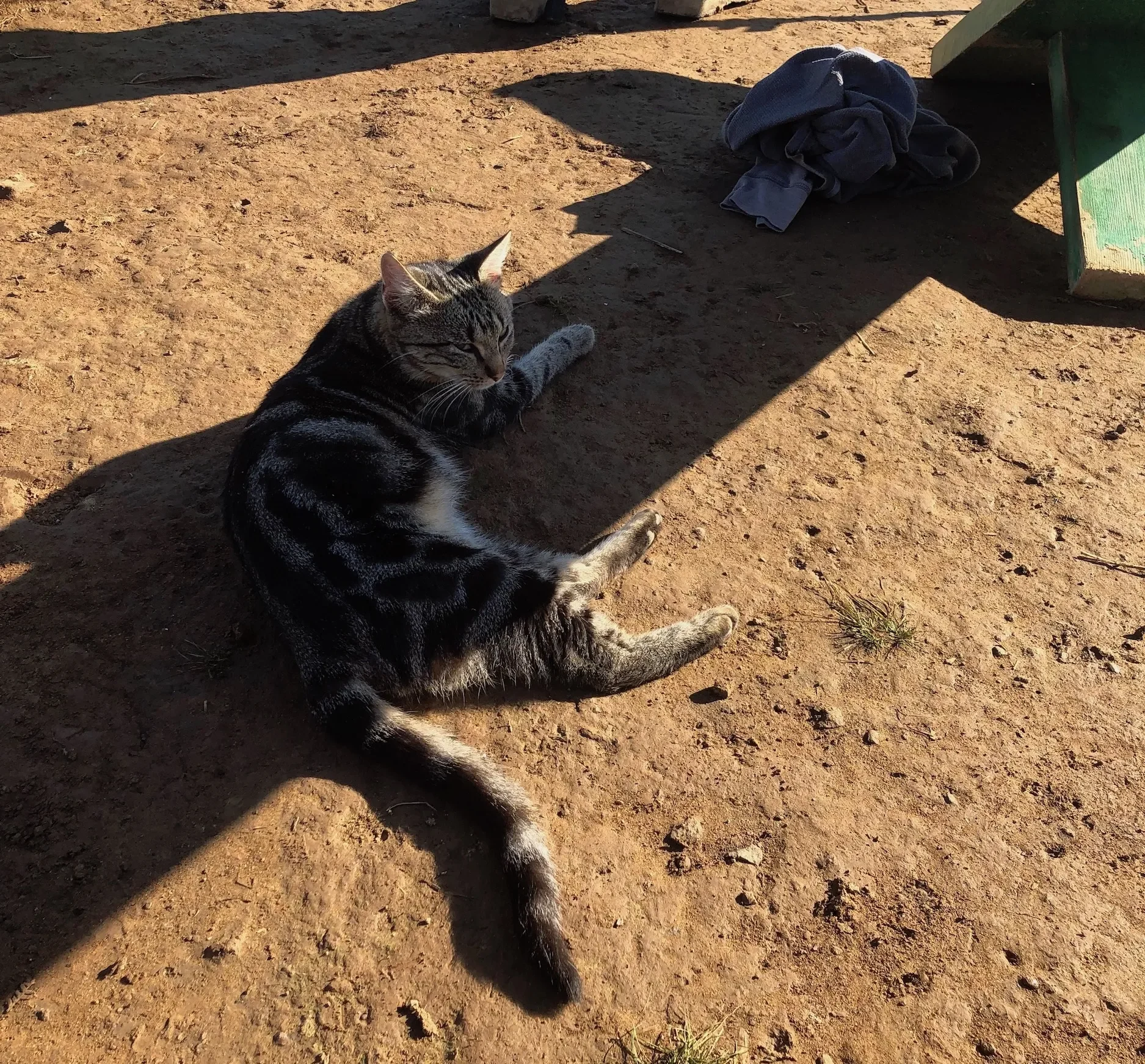 This year we not only had a station dog, but also a station cat!