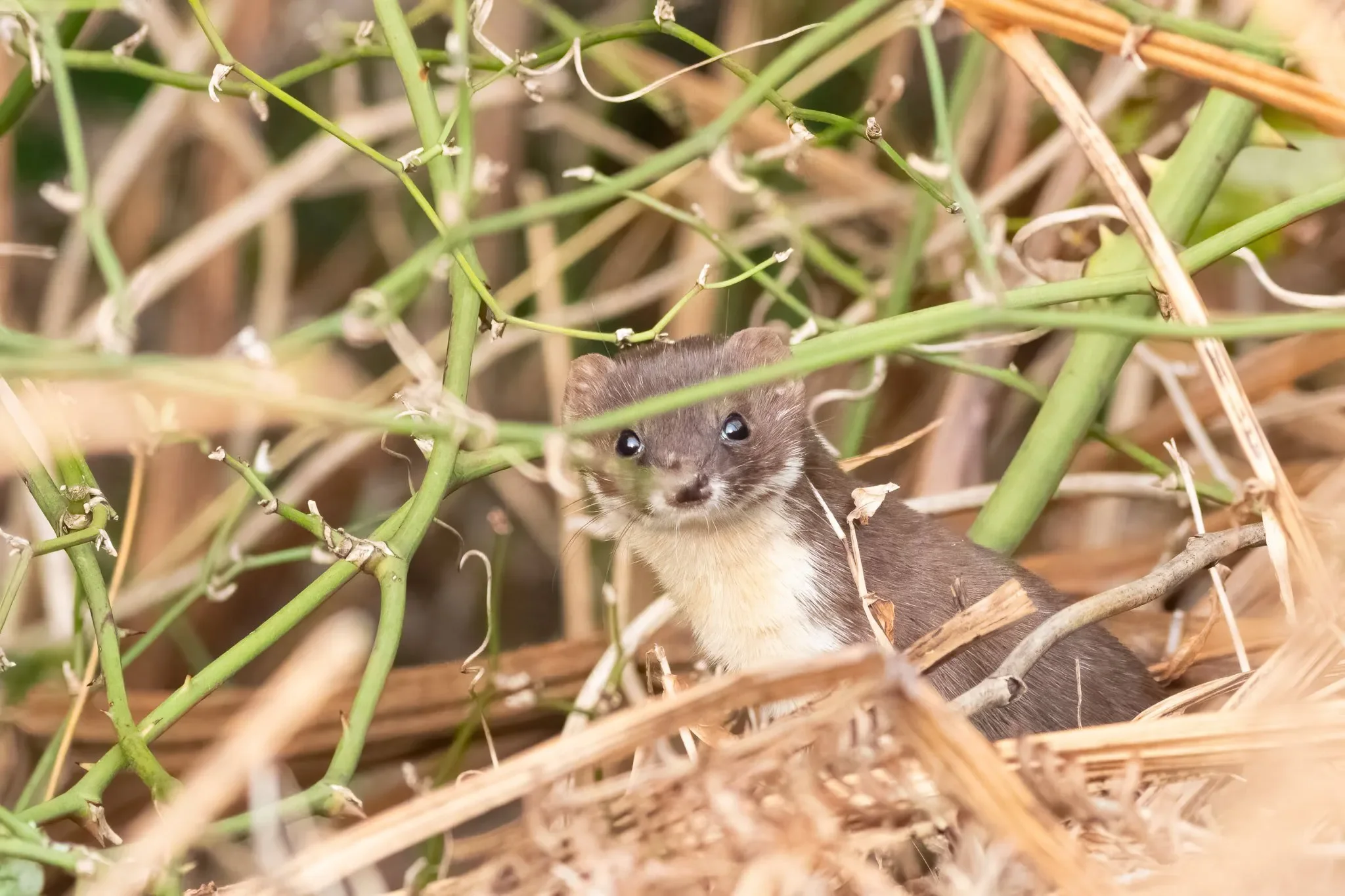 A weasel that made several appearances on station