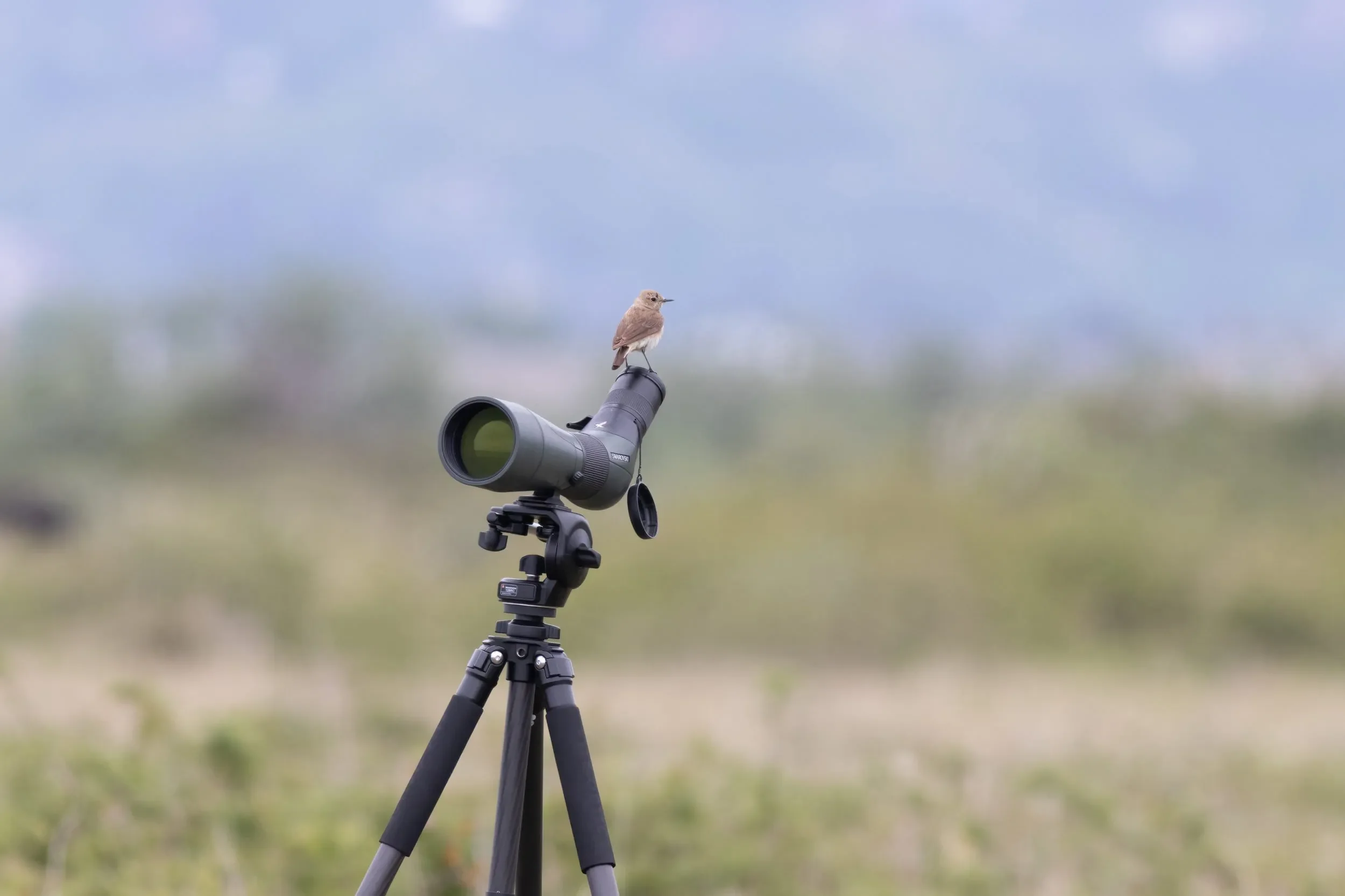 A Pied Wheatear surveying its surroundings