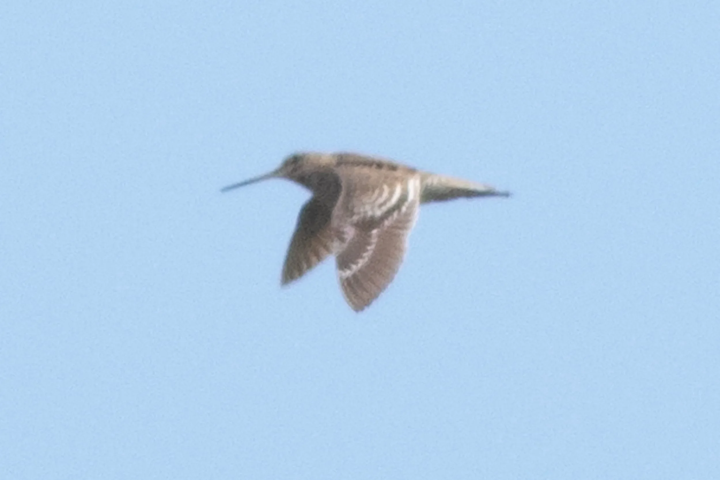 A Great Snipe flushed in the delta