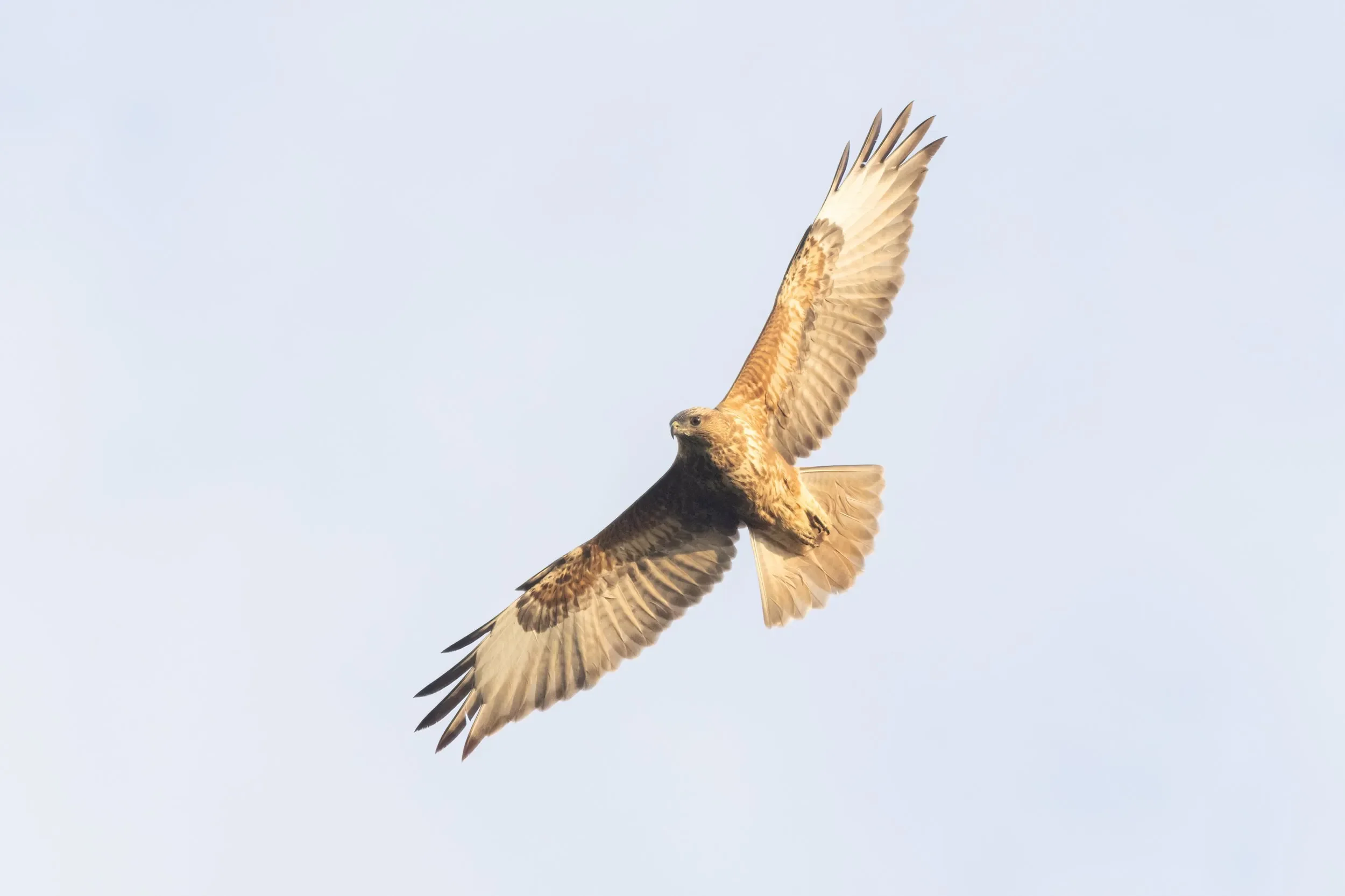 A Steppe Buzzard flying close to the watch station