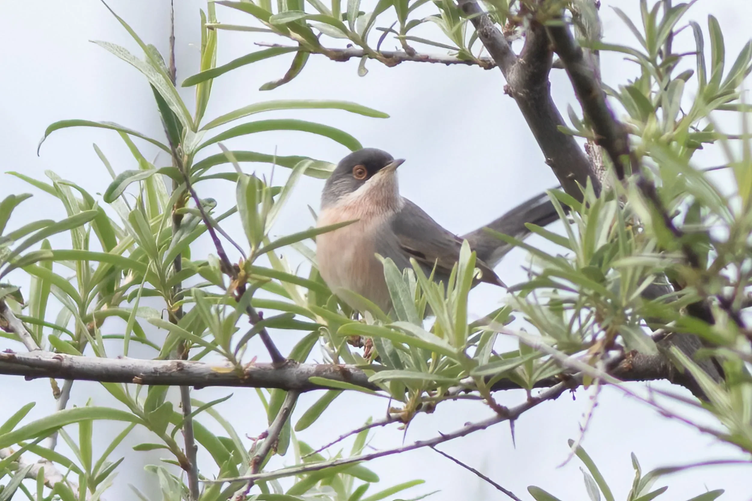 A Ménétries’s Warbler in the delta
