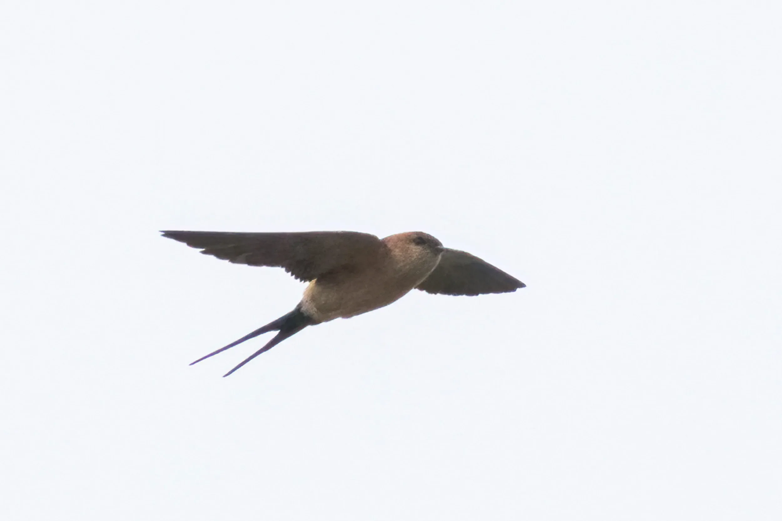 A Red-rumped Swallow in flight