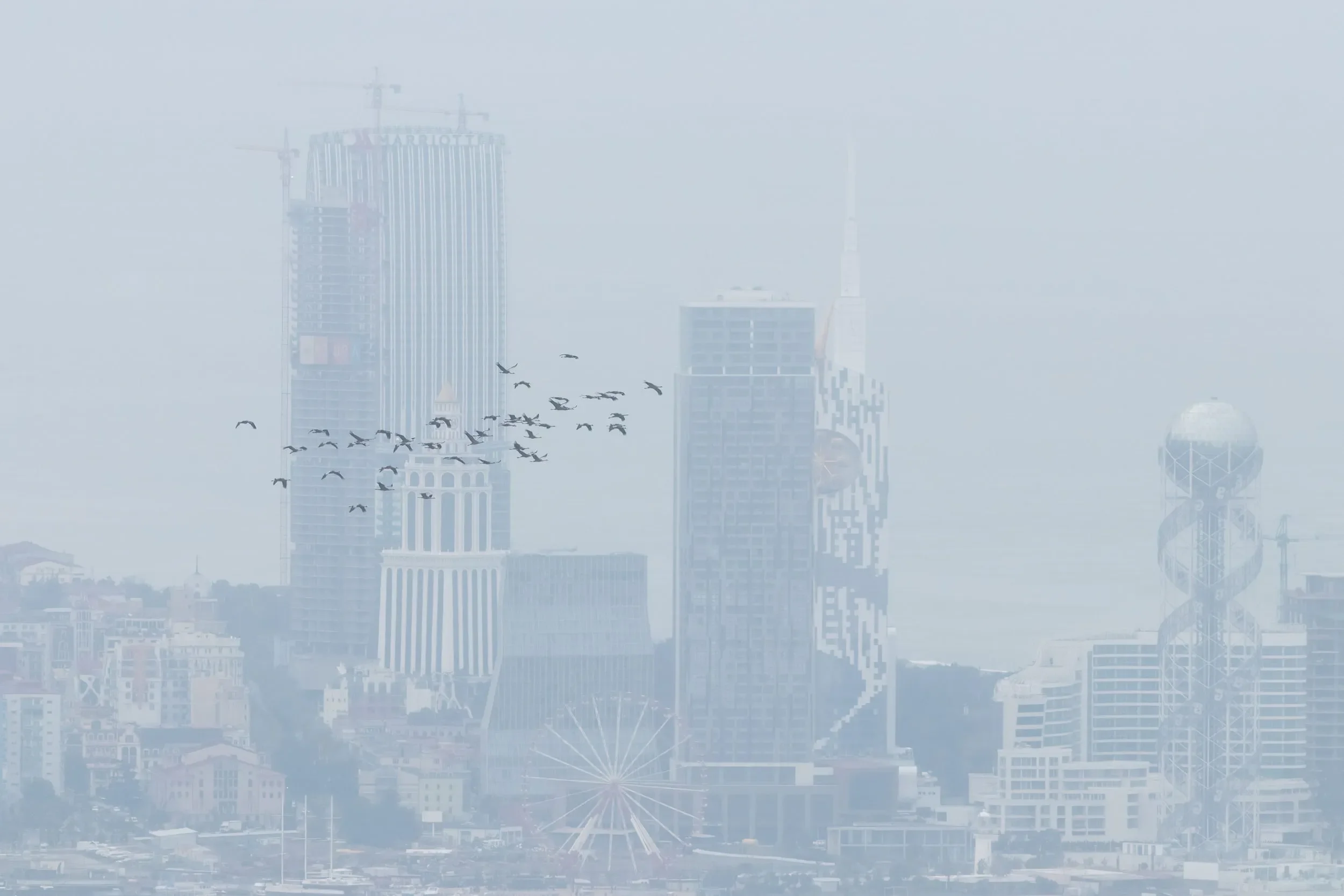 Common Cranes passing in front of the Batumi skyline