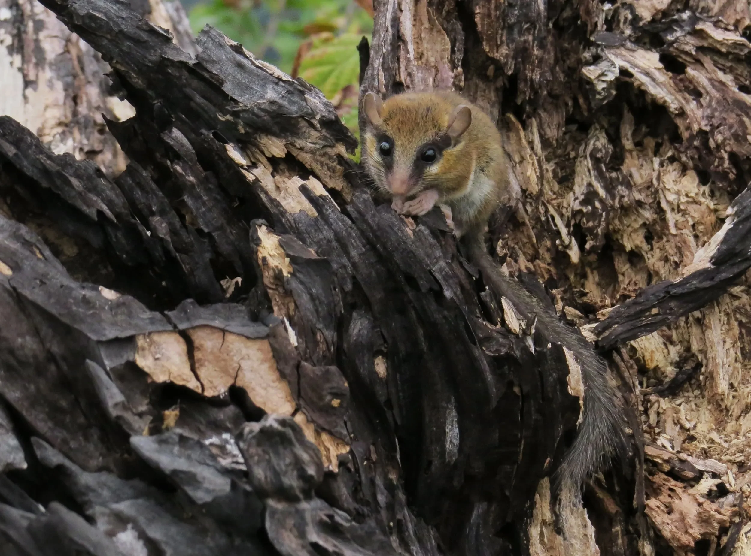 Station 2 inhabitant Forest Dormouse