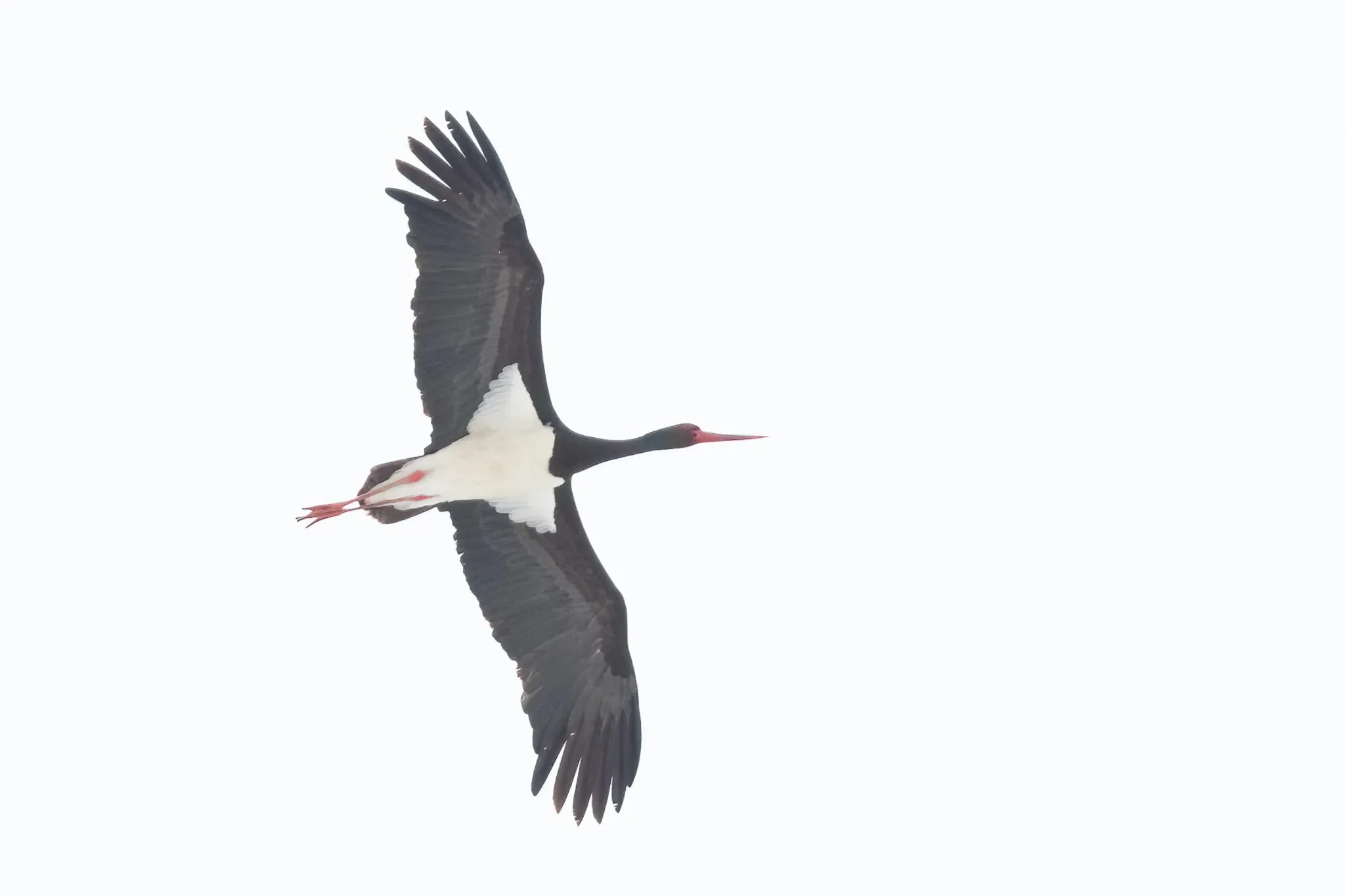 A Black Stork on migration through the bottleneck
