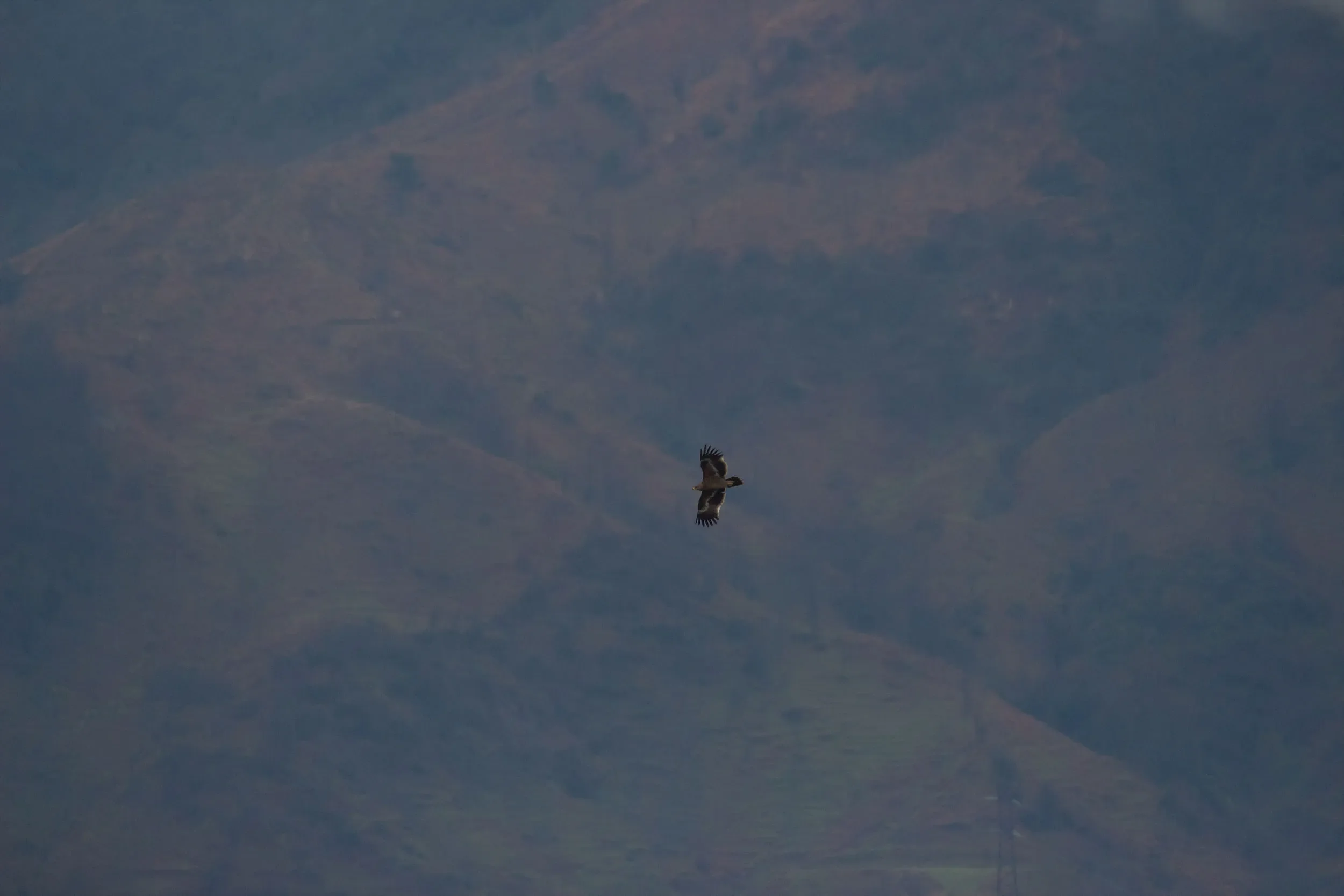 Steppe Eagle
