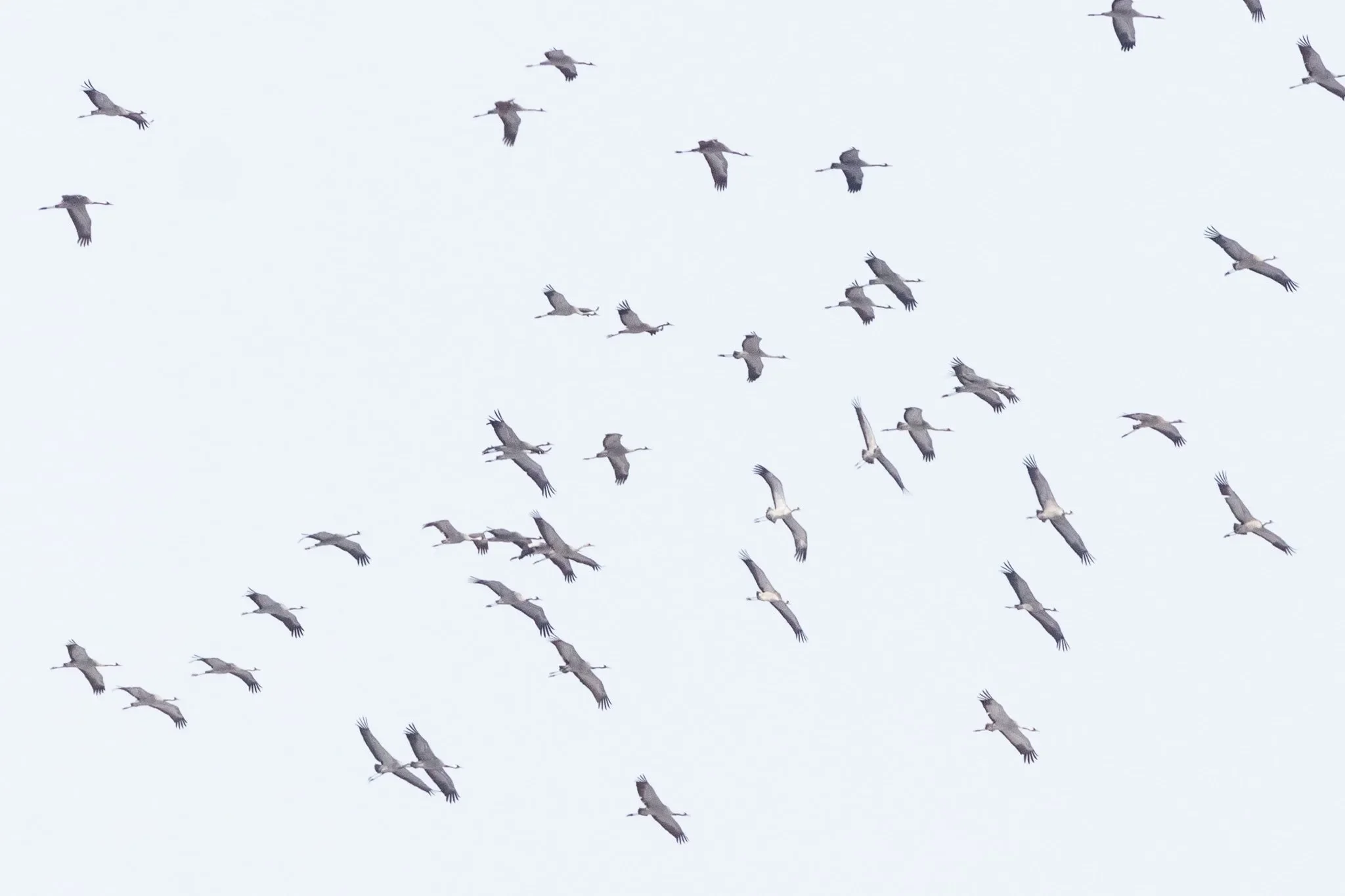 A flock of Common Cranes, a few of the hundreds seen this season