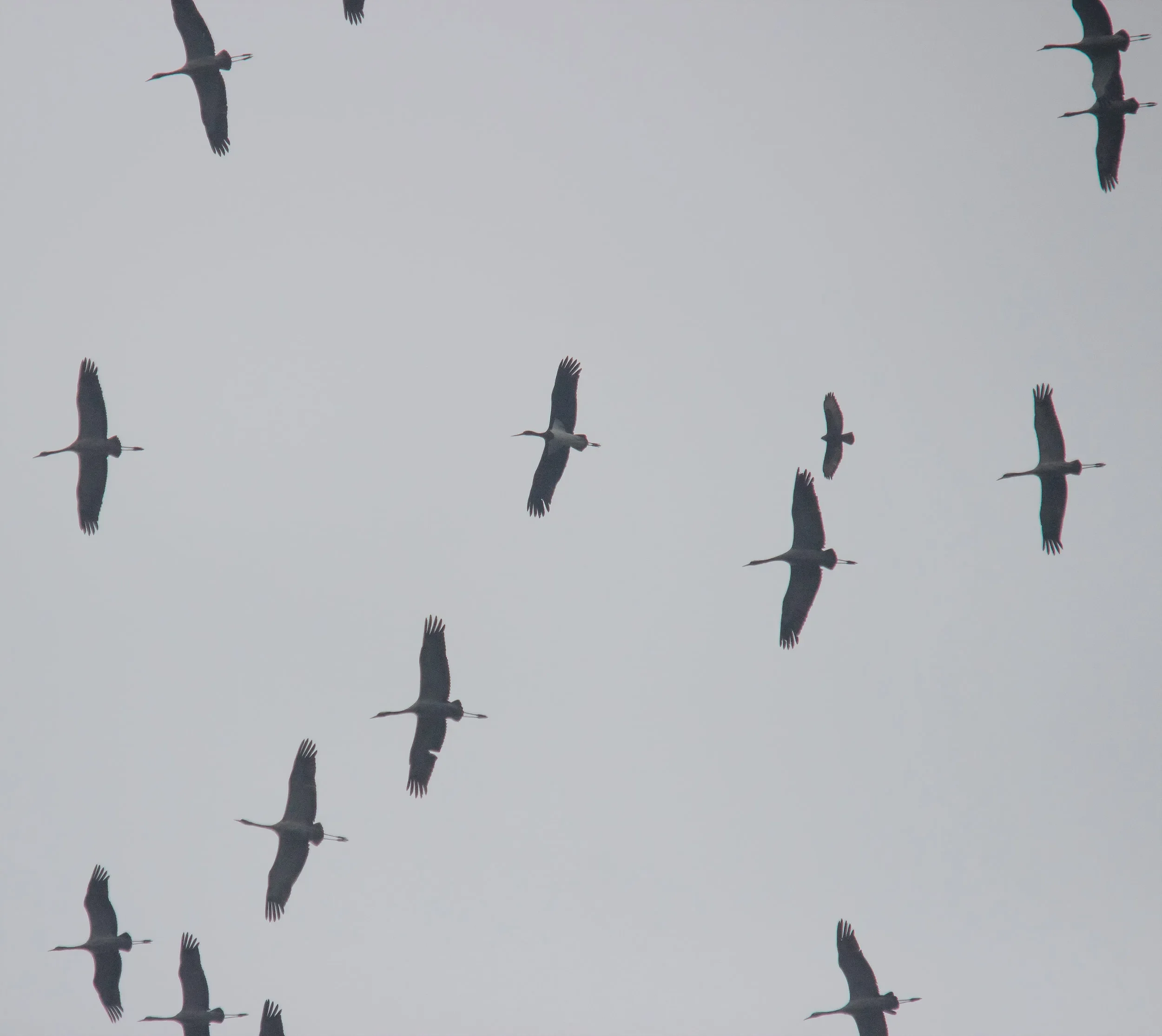 A Black Stork and Steppe Buzzard joining a flock of 60+ Common Cranes